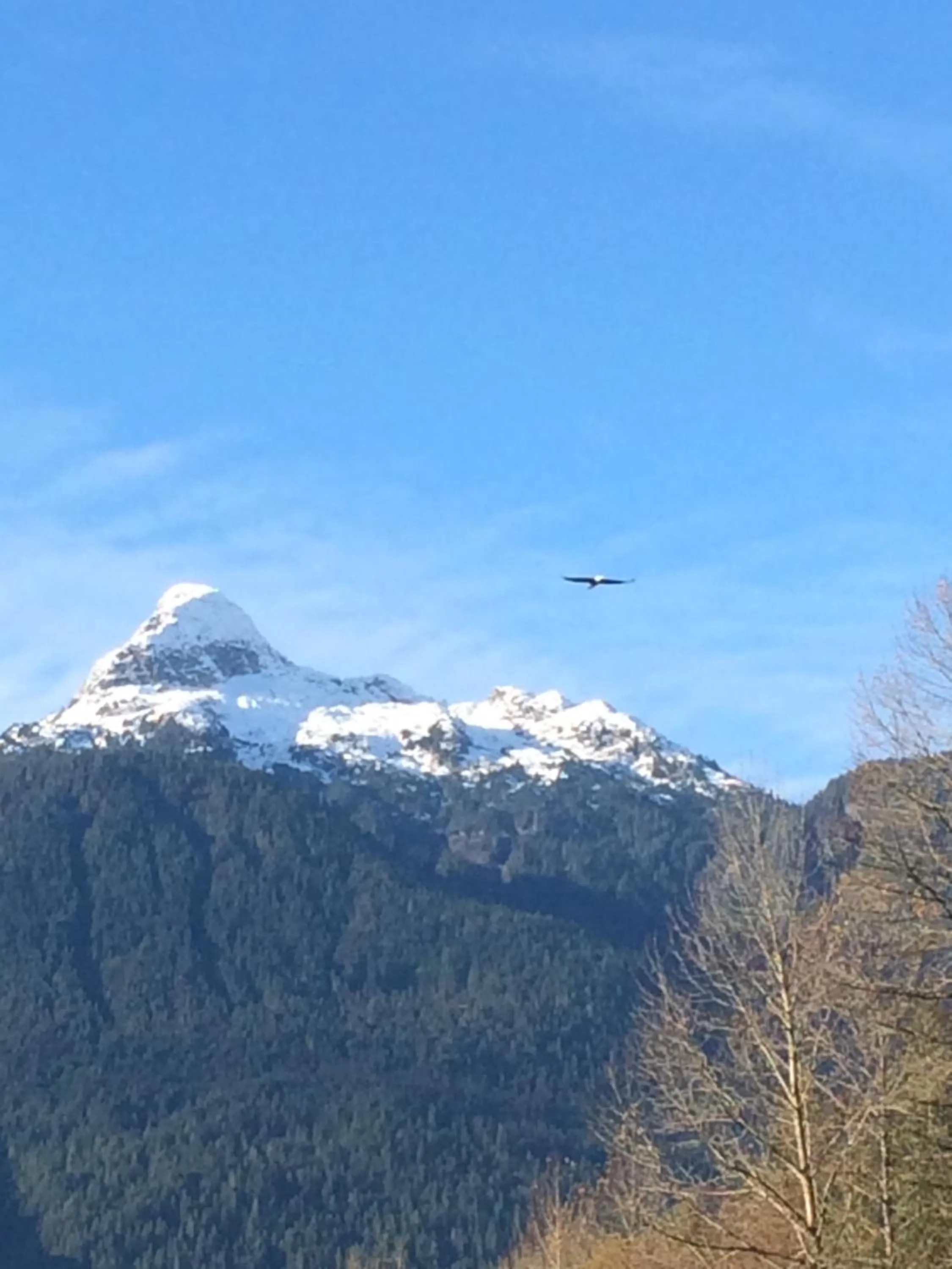 Mountain view in Sunwolf Riverside Cabins
