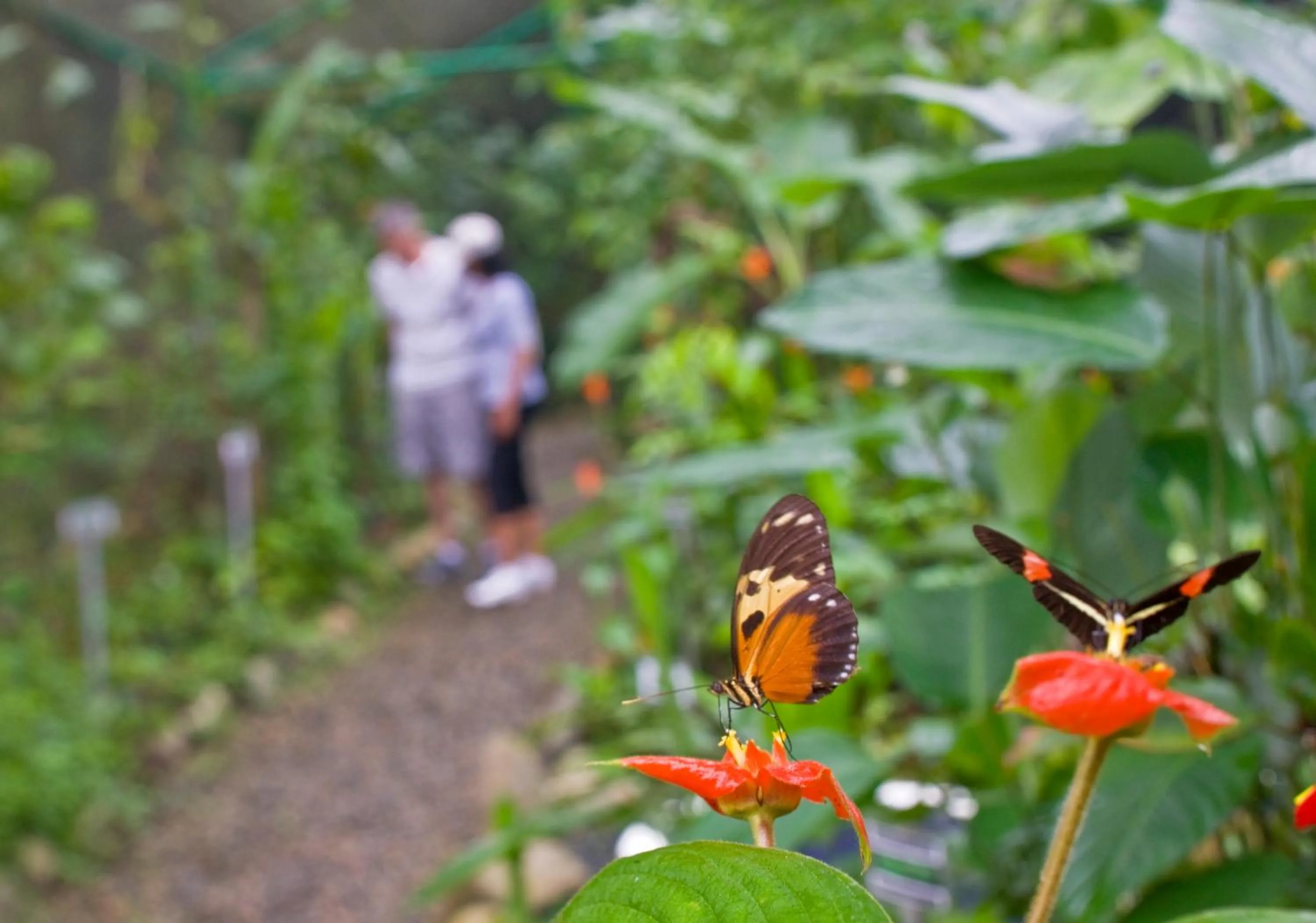 Facade/entrance in Gamboa Rainforest Reserve
