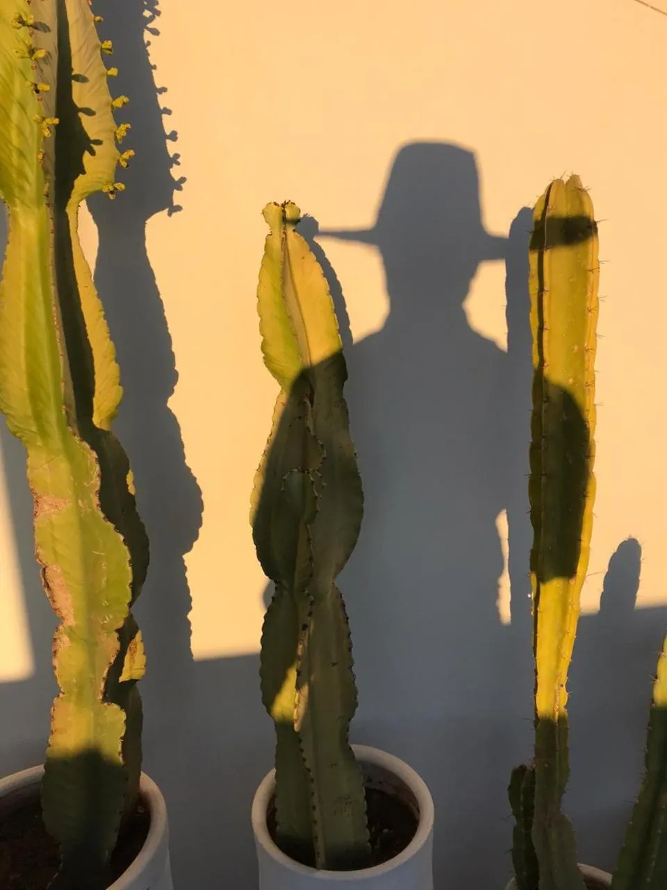 Patio in Riad Aïcha Kitchen