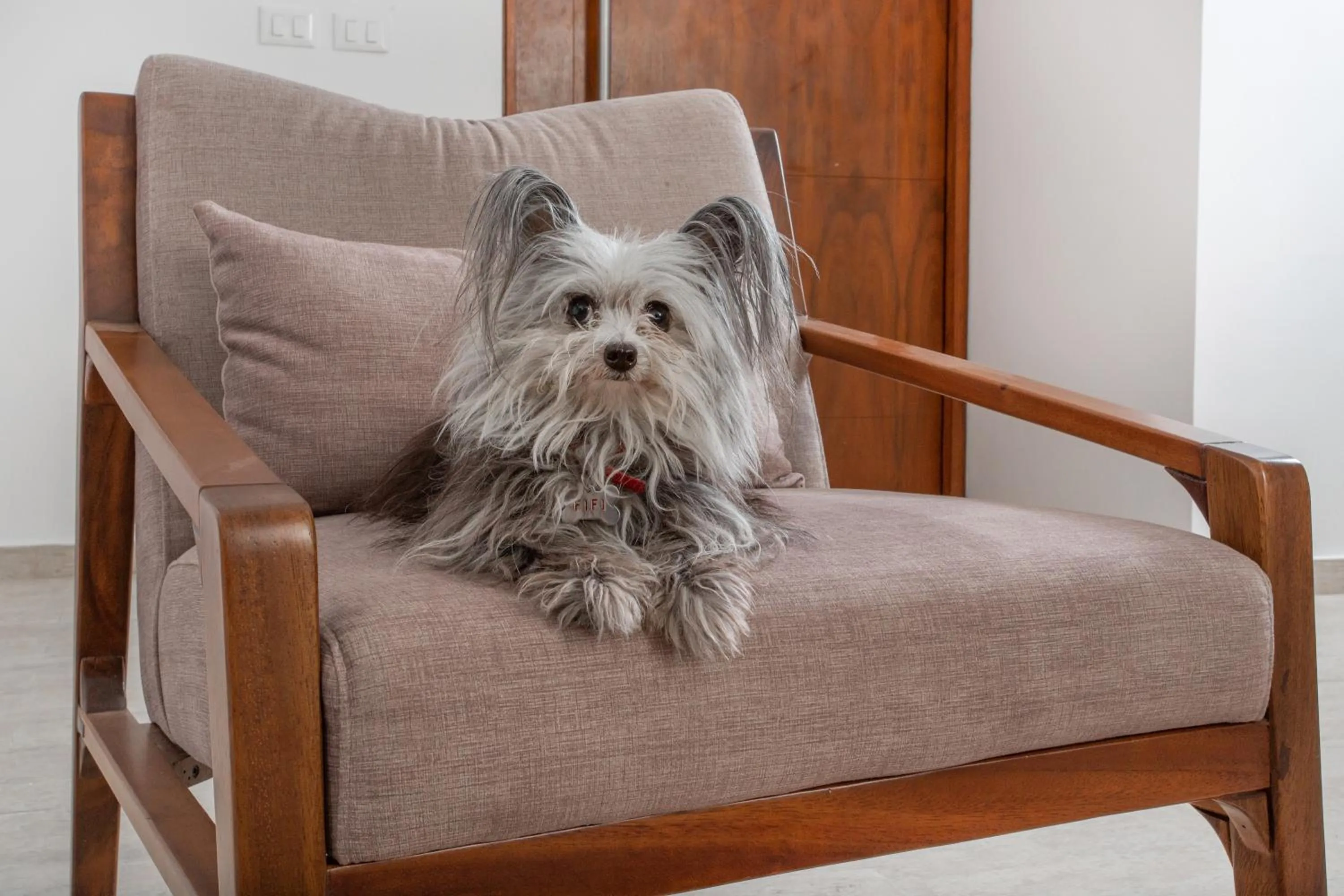 Pets in The Panoramic By Xperience Hotels