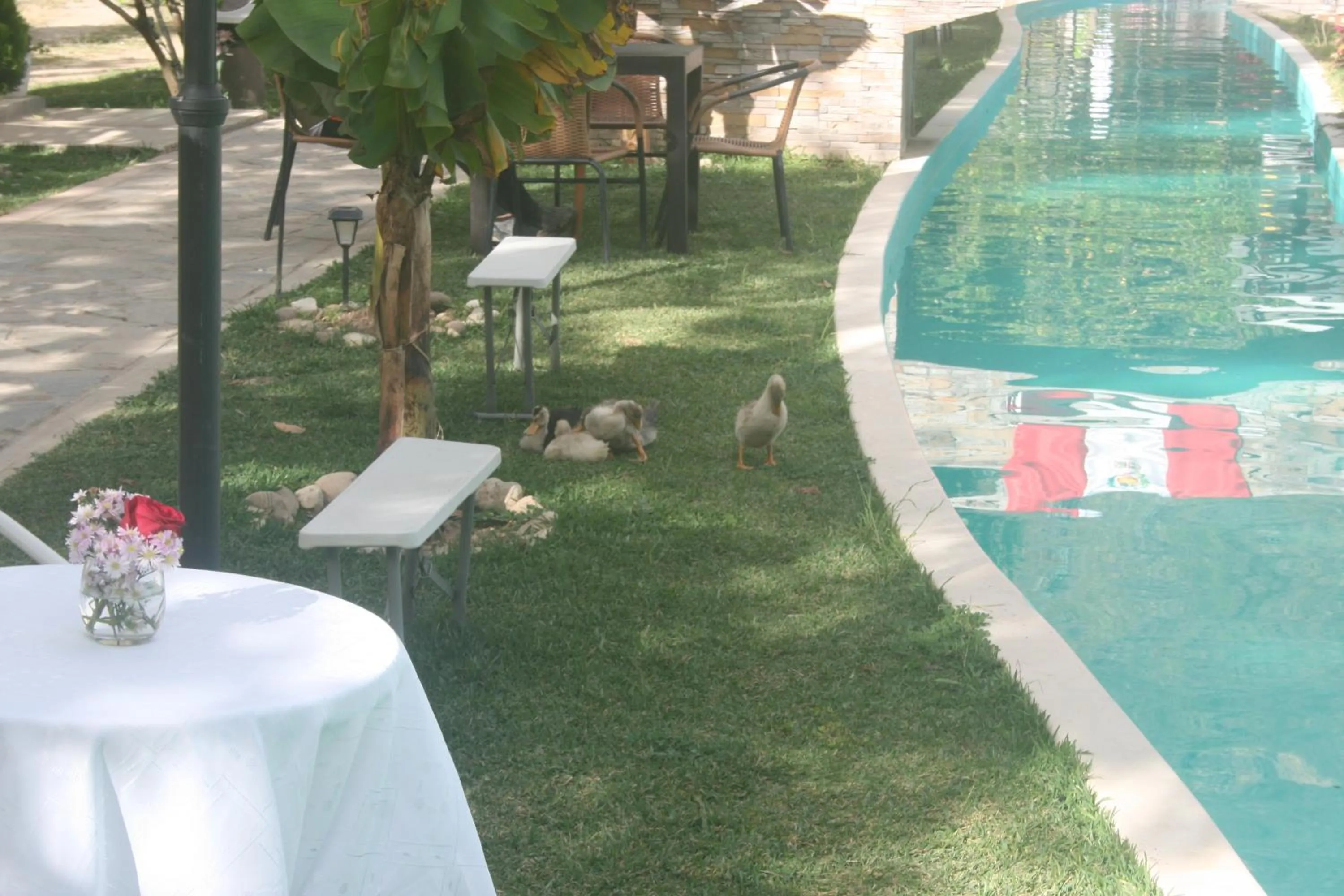 Animals in Zoila's Suite Escape