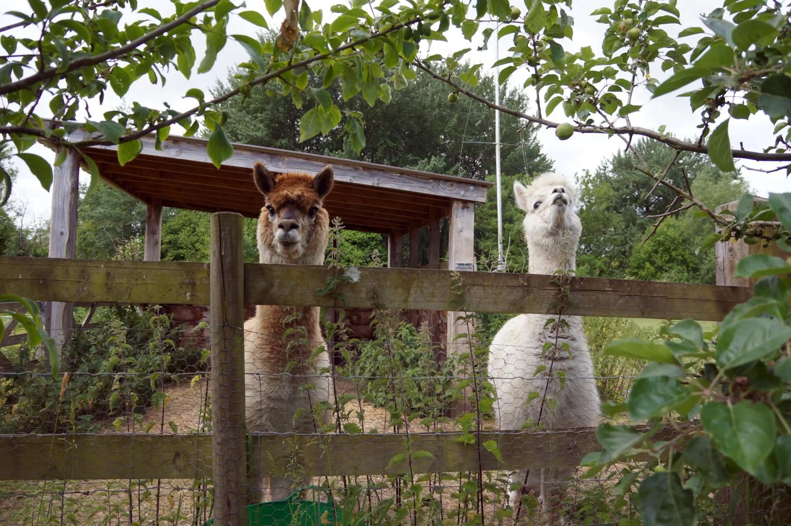 Animals in The Old Mill Bed and Breakfast