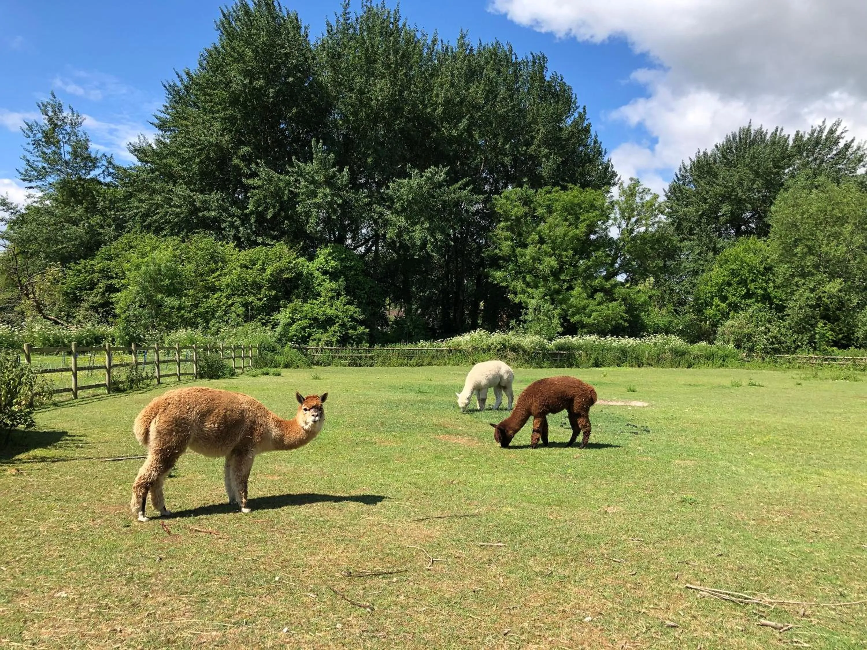 Animals in The Old Mill Bed and Breakfast