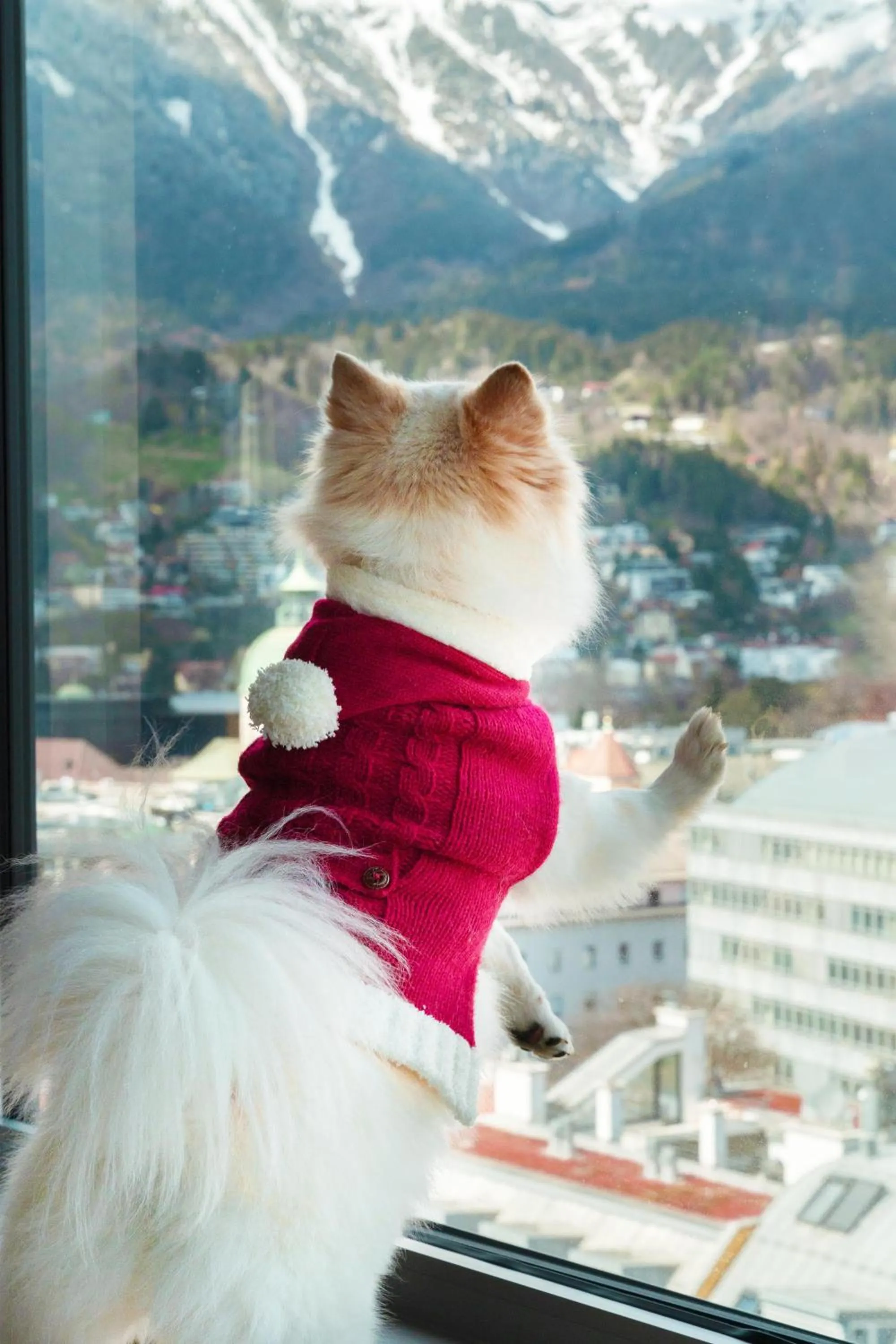 Pets in ADLERS Hotel Innsbruck