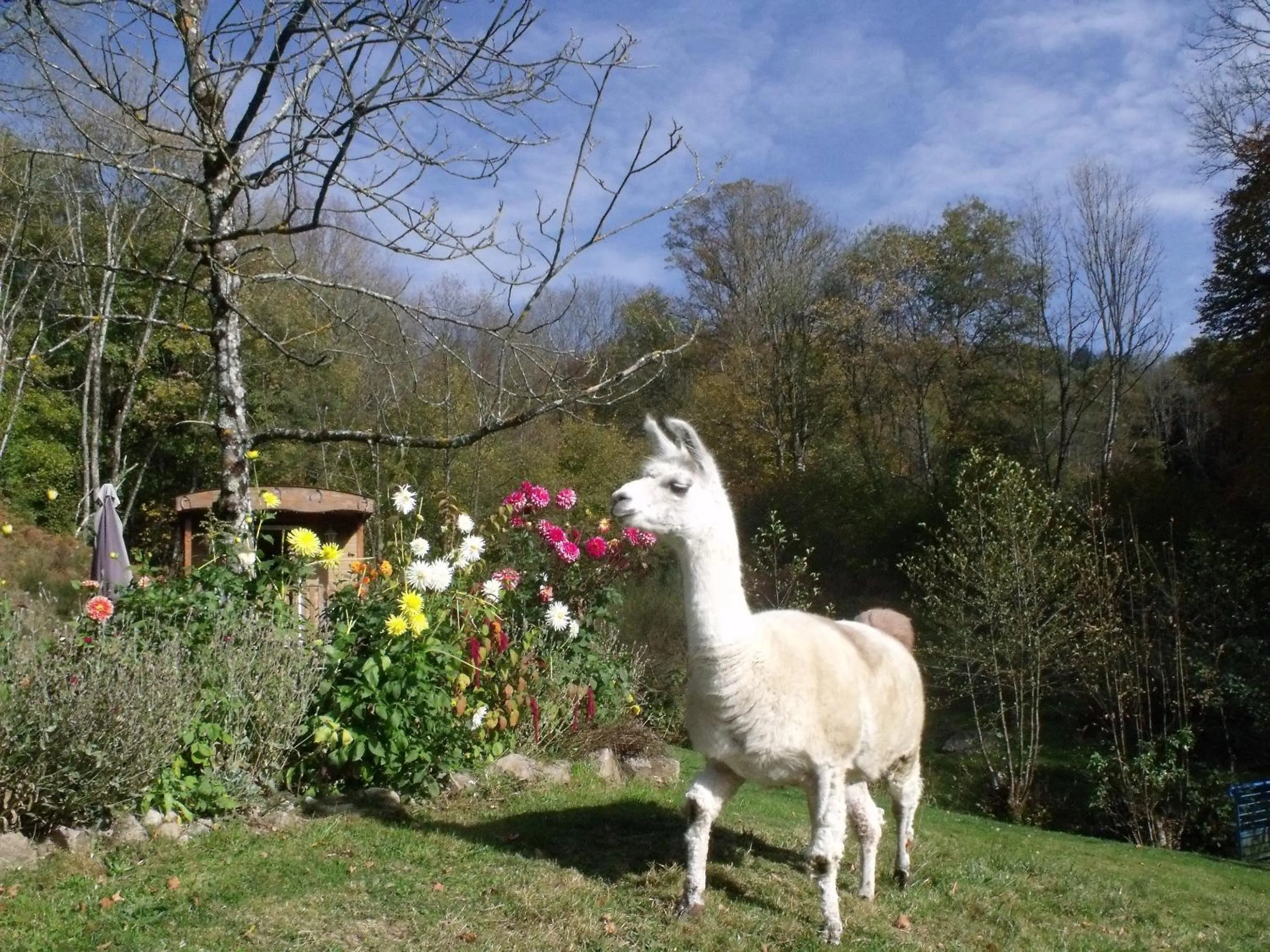 Animals in Le Domaine du Châtelet