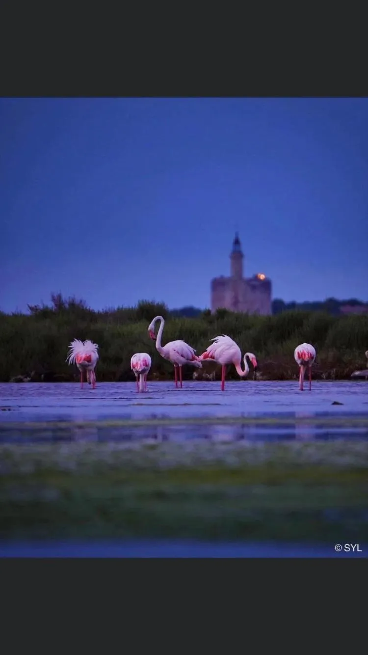 Ô 36 Rempart Sud B&B