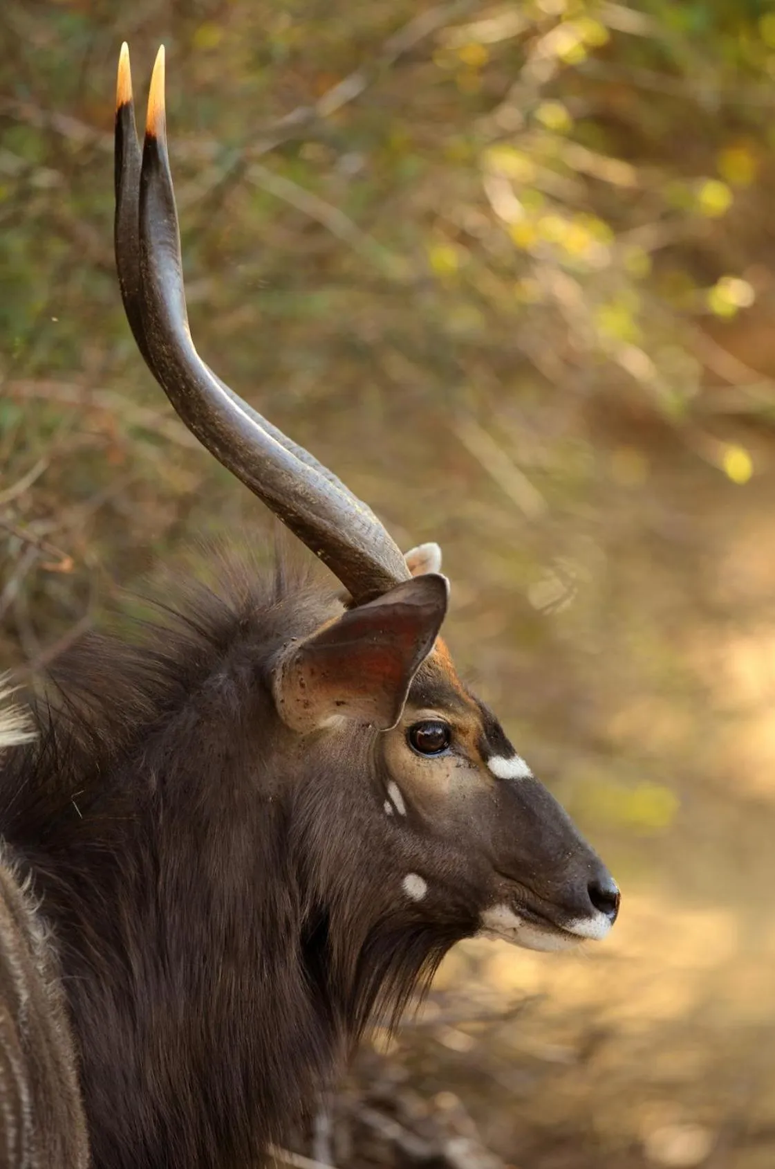 Animals in Zwahili Private Game Lodge & Spa