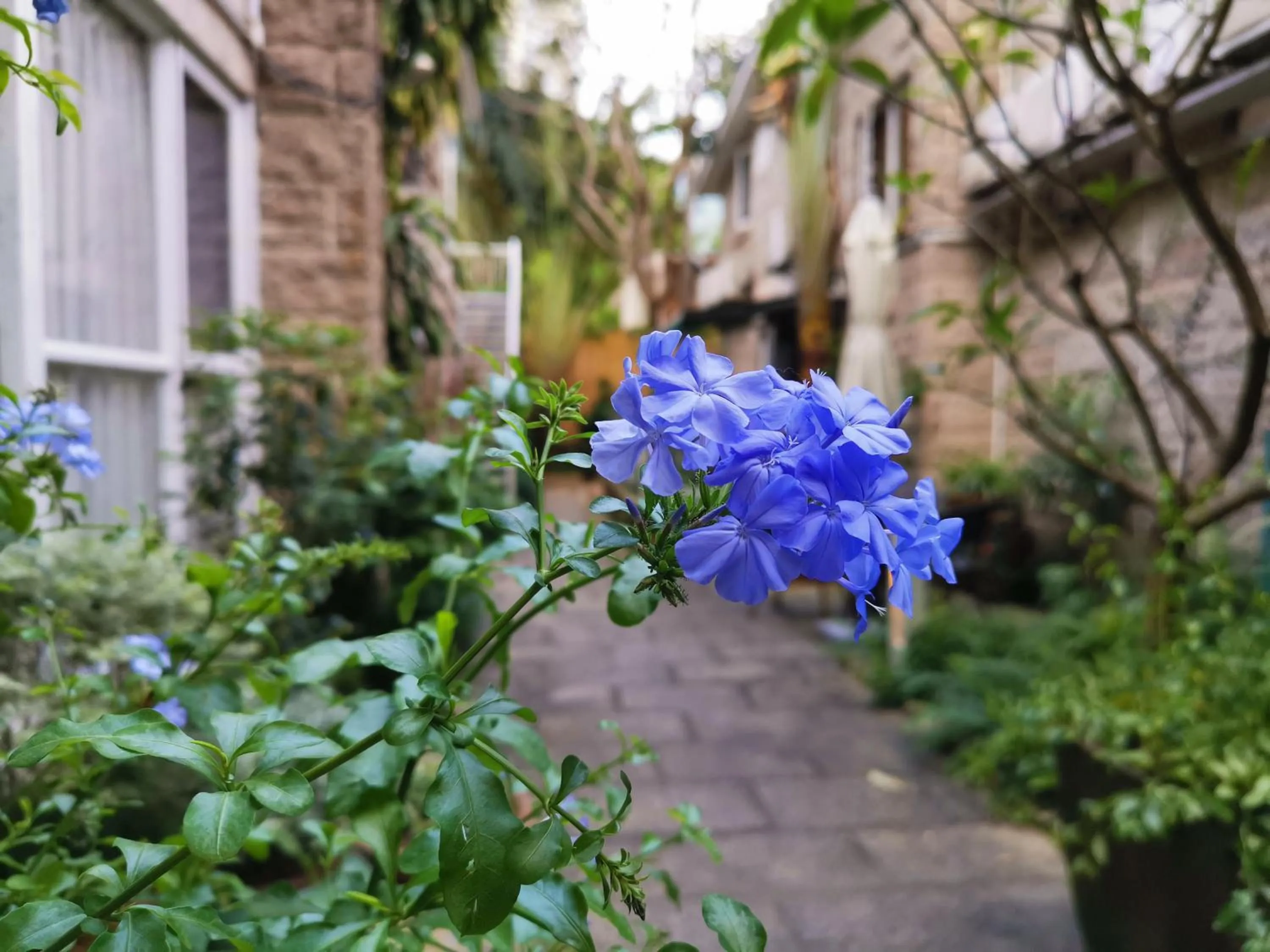 Garden in 6號花園別墅酒店 Shenzhen No'6 Garden Villa --French Window with garden view,Close to Sea World &Shekou Ferry Port &K11 Ecoast &Subway Nearby ,Offer Western food and coffee &English speaking with tour services