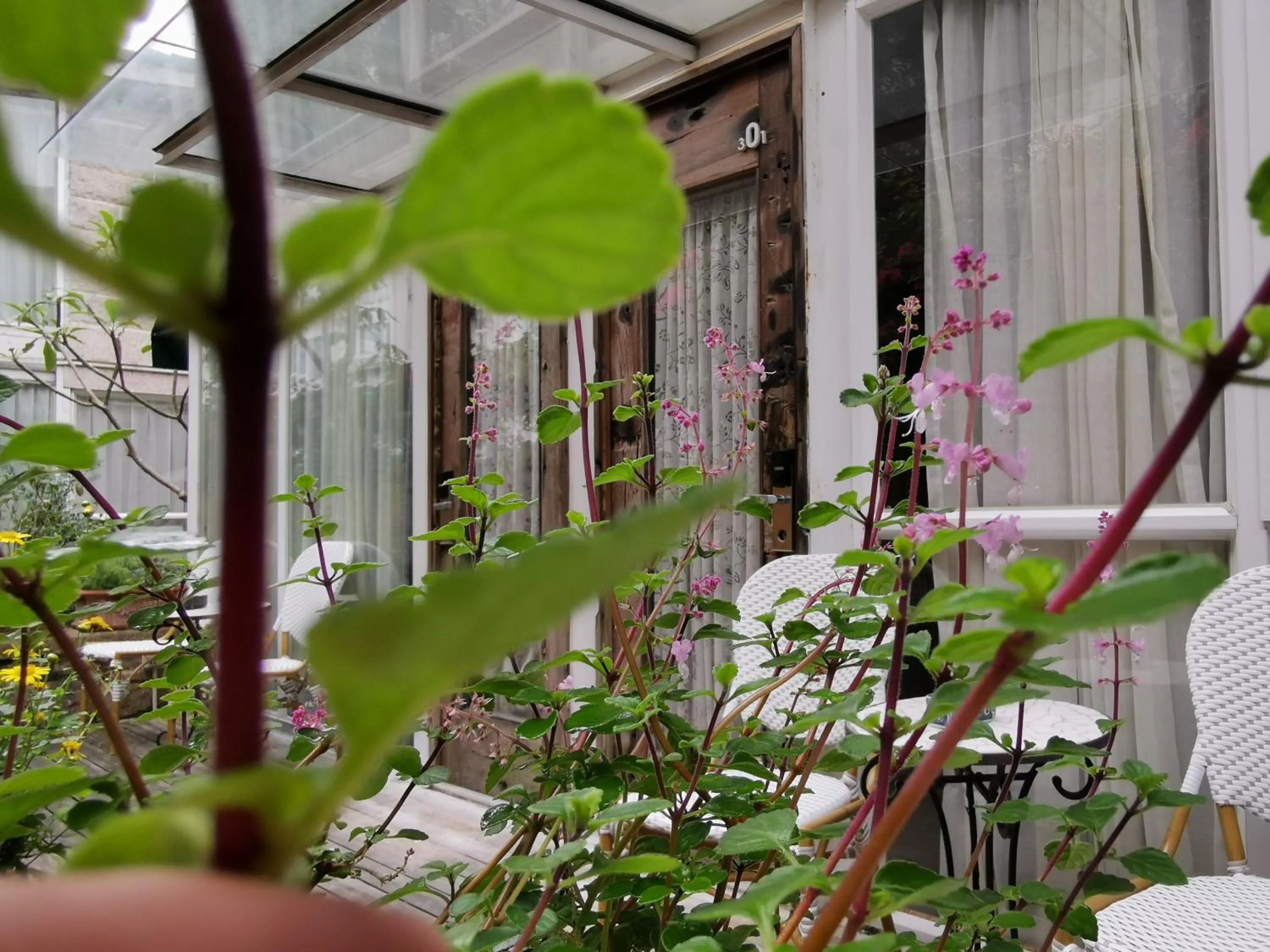 Garden view in 6號花園別墅酒店 Shenzhen No'6 Garden Villa --French Window with garden view,Close to Sea World &Shekou Ferry Port &K11 Ecoast &Subway Nearby ,Offer Western food and coffee &English speaking with tour services