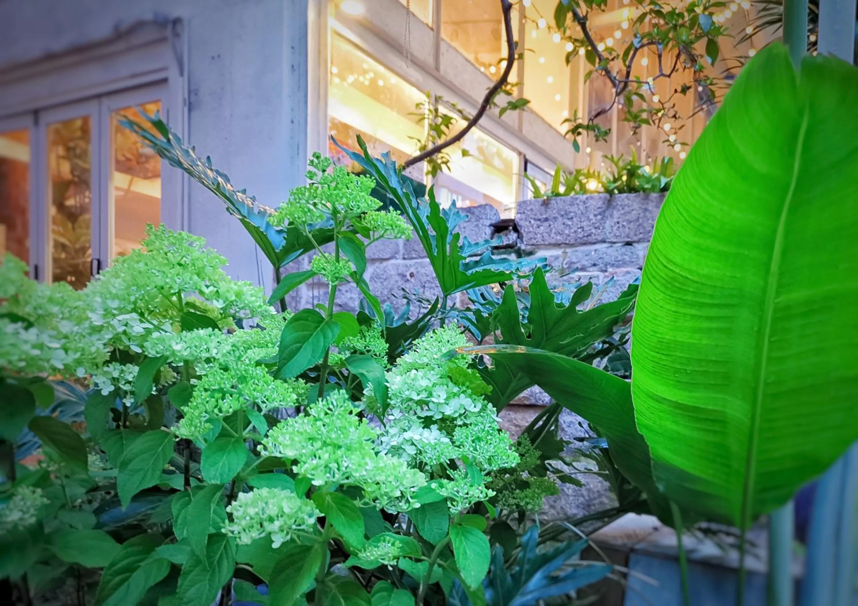 Garden view in 6號花園別墅酒店 Shenzhen No'6 Garden Villa --French Window with garden view,Close to Sea World &Shekou Ferry Port &K11 Ecoast &Subway Nearby ,Offer Western food and coffee &English speaking with tour services