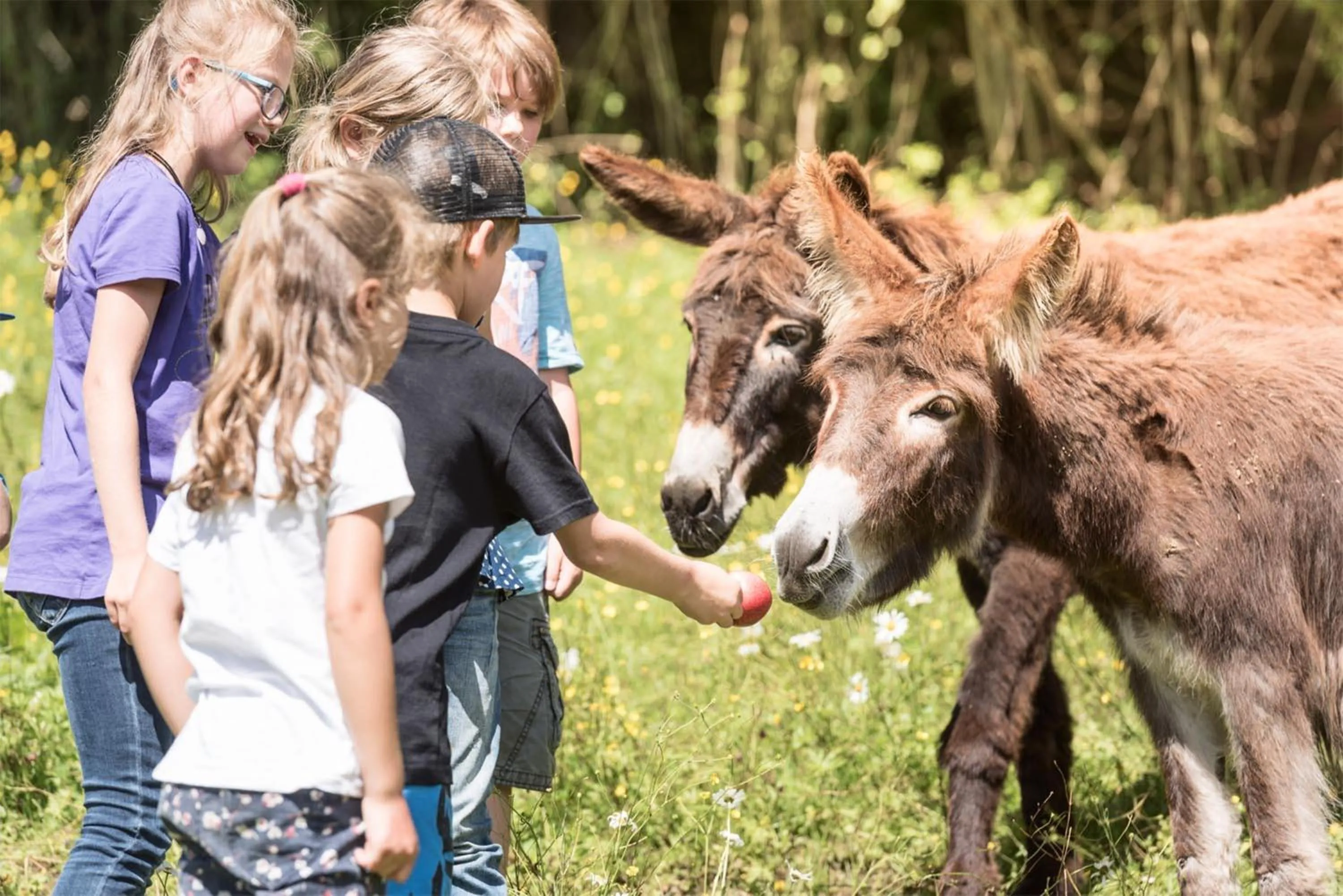 Animals in Waldhof Fuschlsee Resort