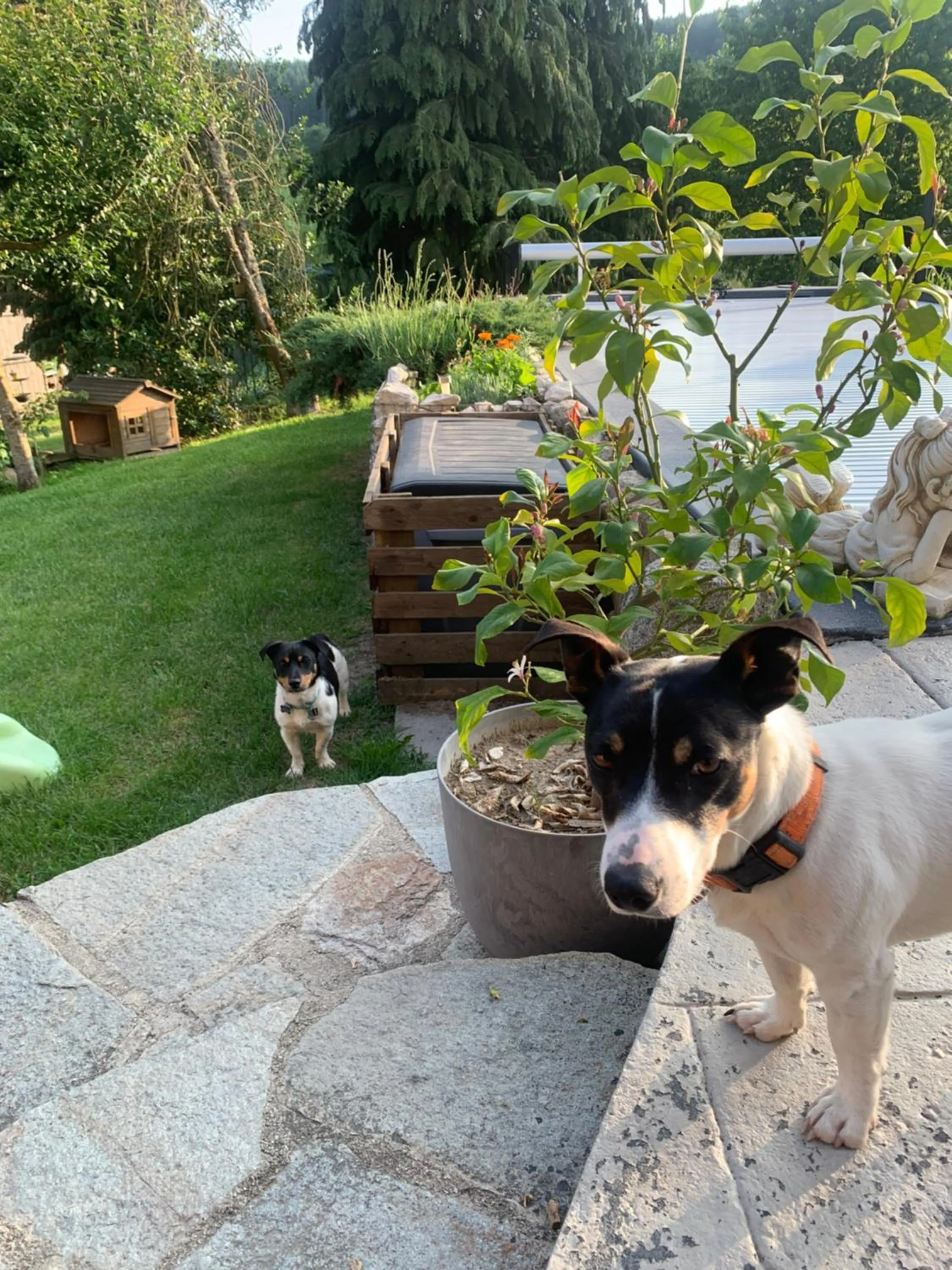 Pets in Chambres d'Hôtes LES VERGERS DE LOUISE