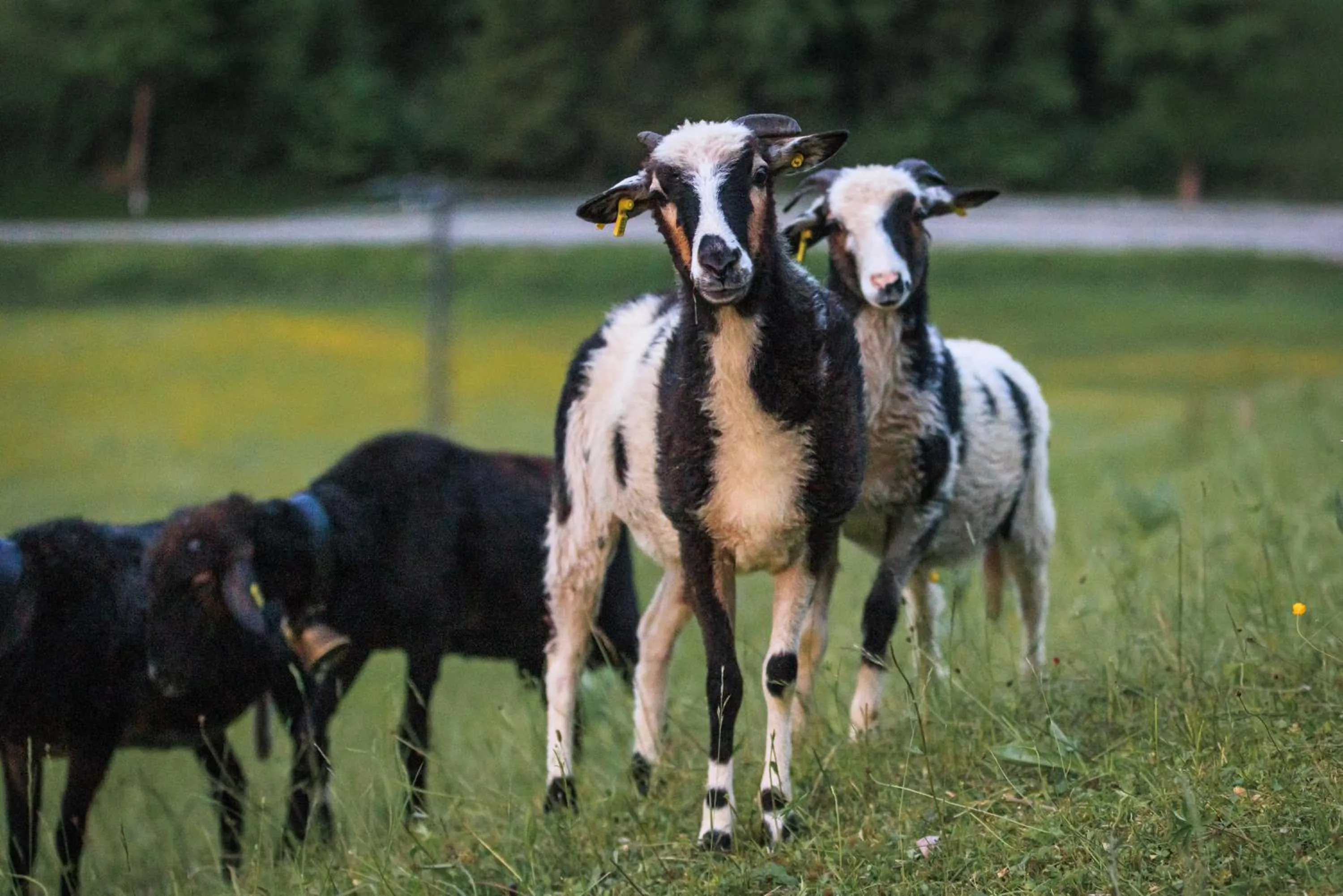 Nearby landmark in Alphotel Ettal