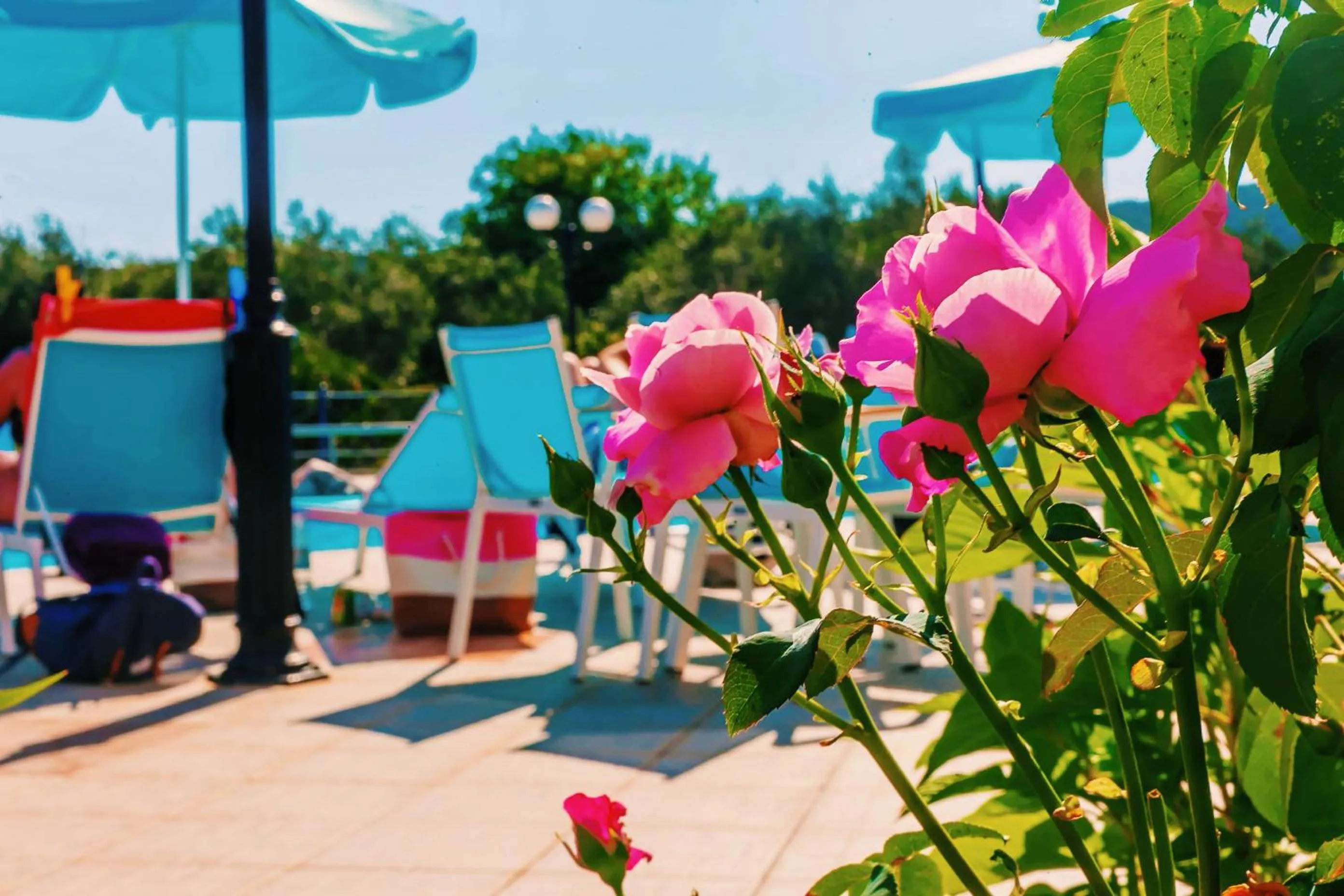 Garden in Villa Diamond