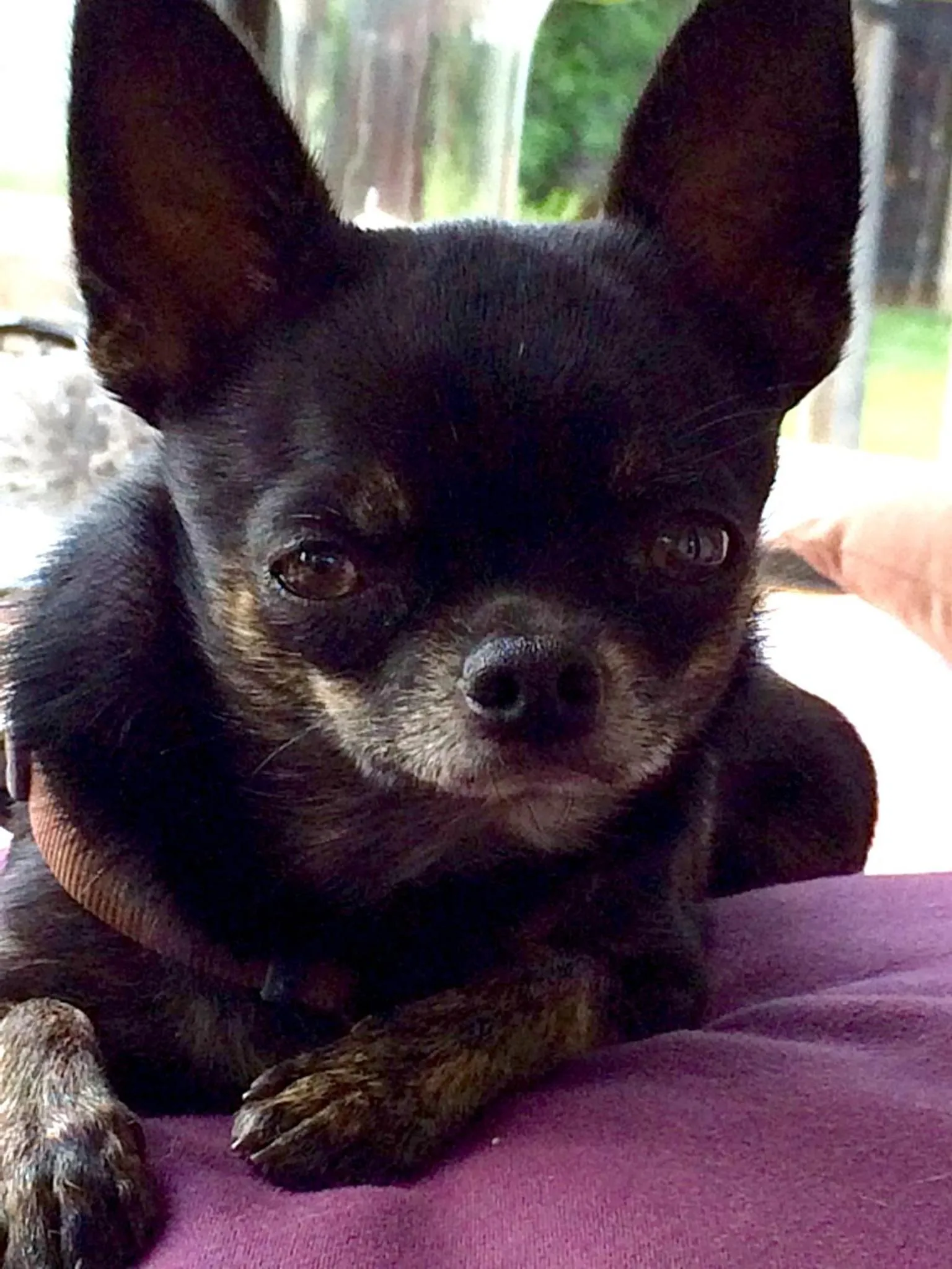 Pets in Hotel zum See