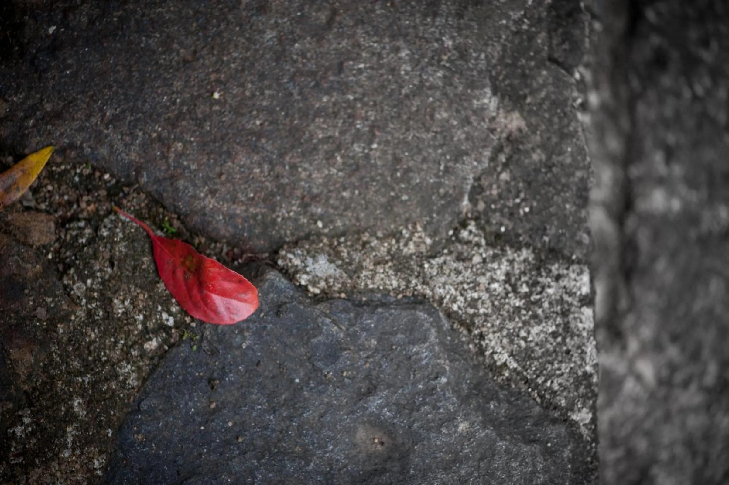 Other in The Kandy Samadhicentre