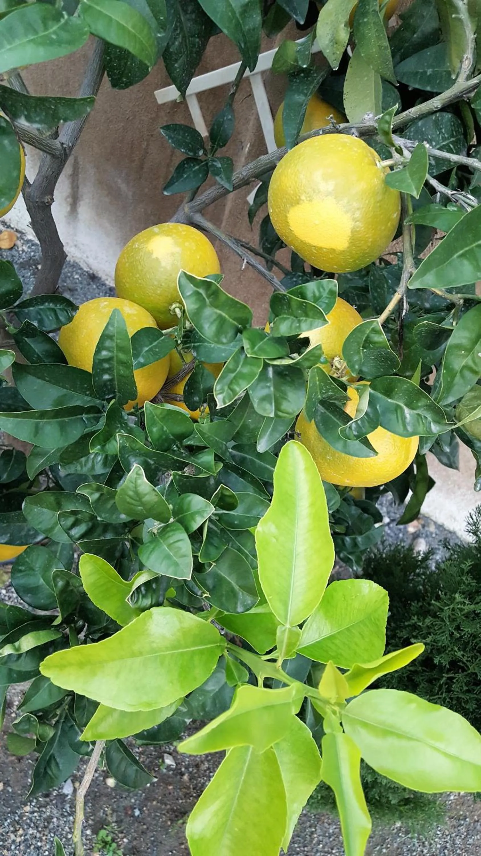 Garden in Hôtel le Chardon Bleu