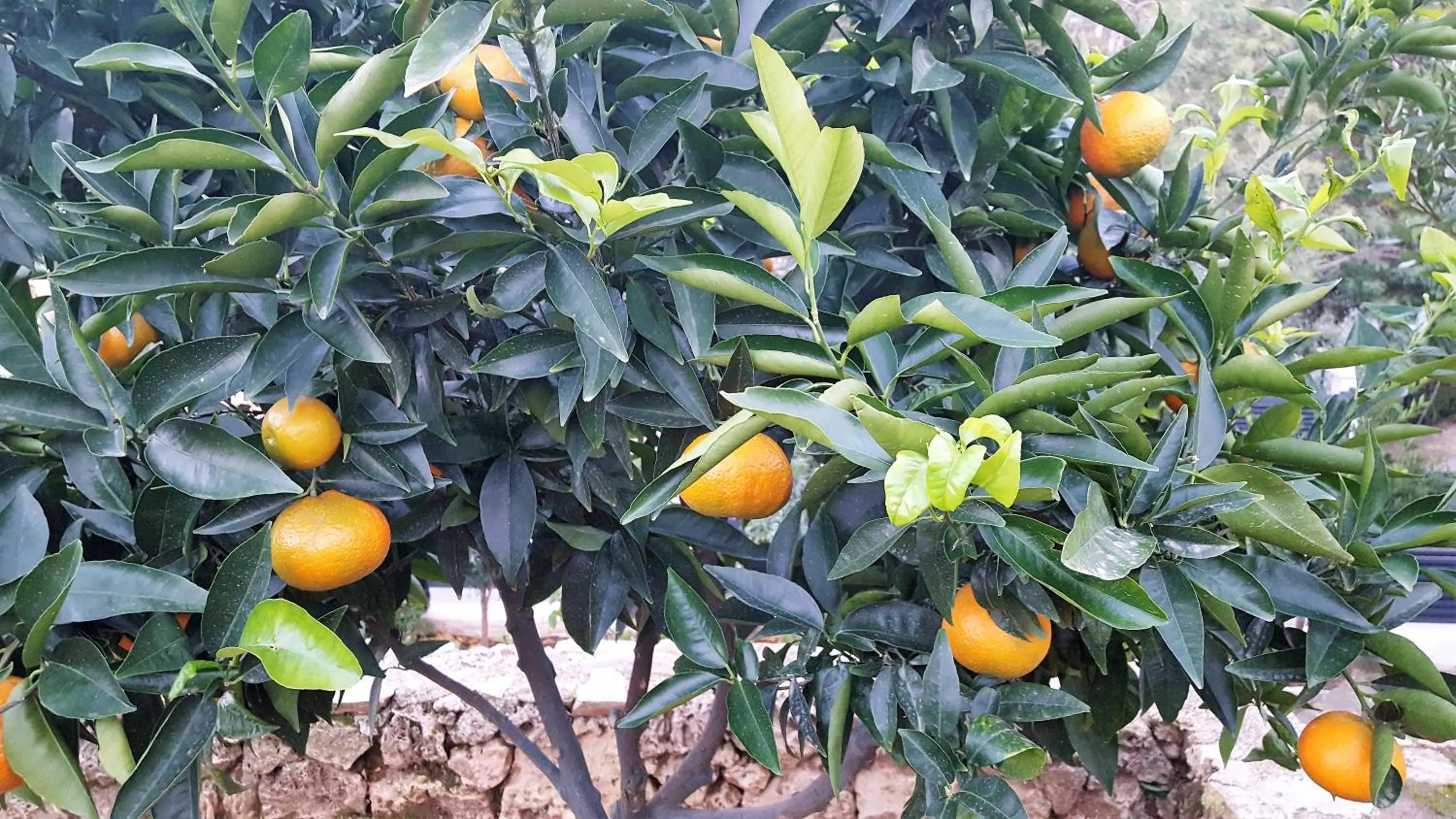 Garden in Hôtel le Chardon Bleu