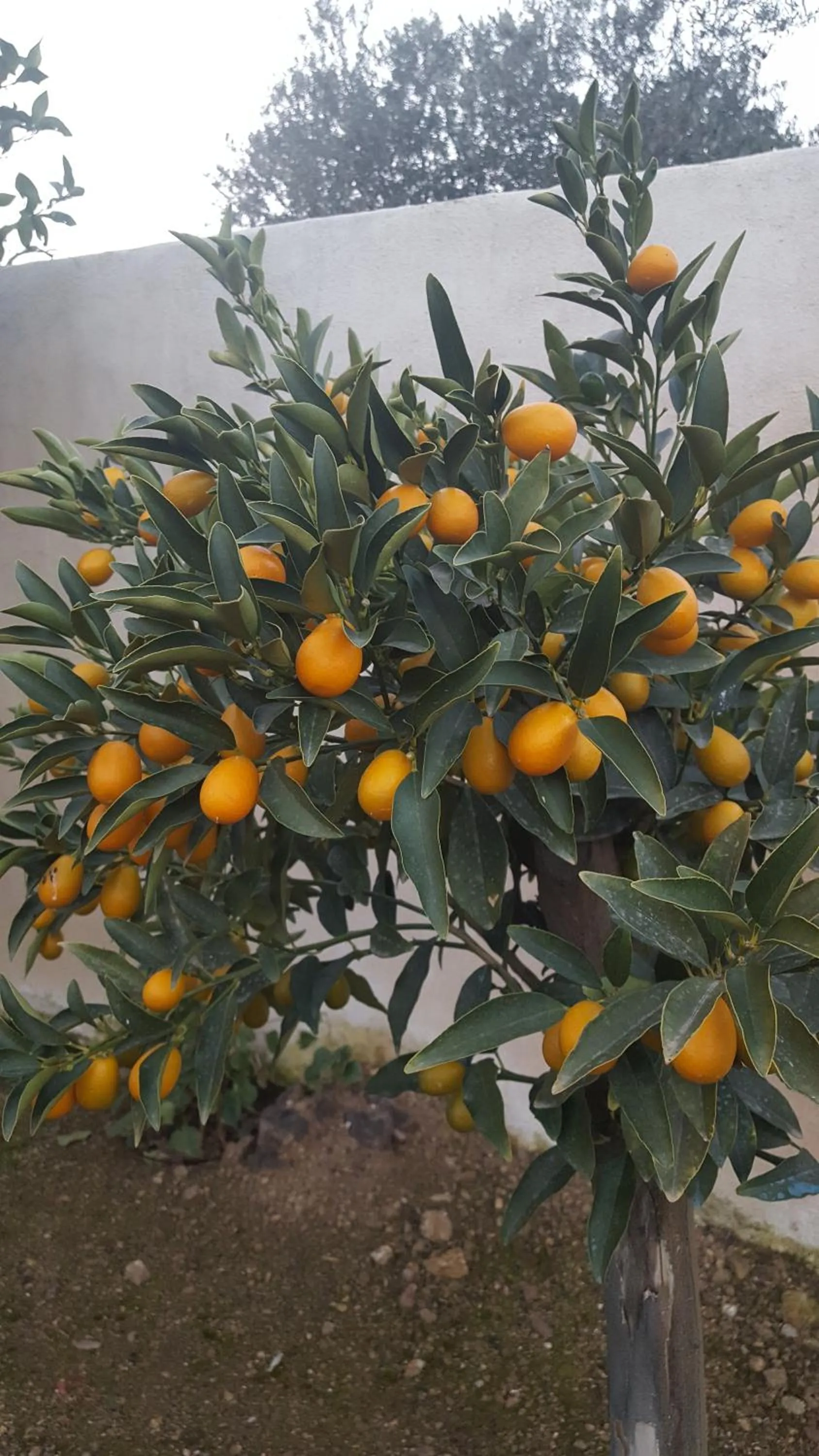 Garden in Hôtel le Chardon Bleu