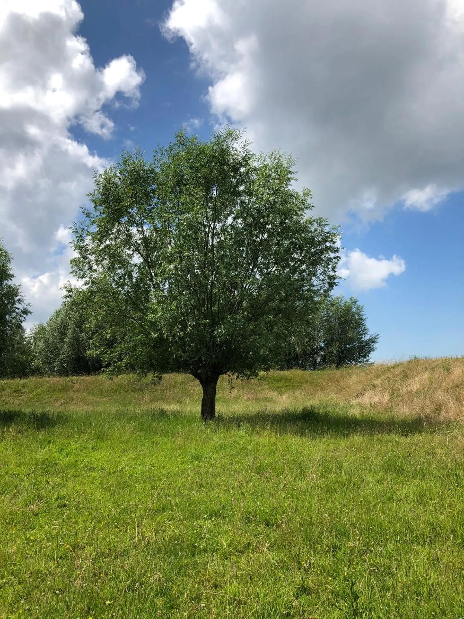 Garden in B&B de Tol