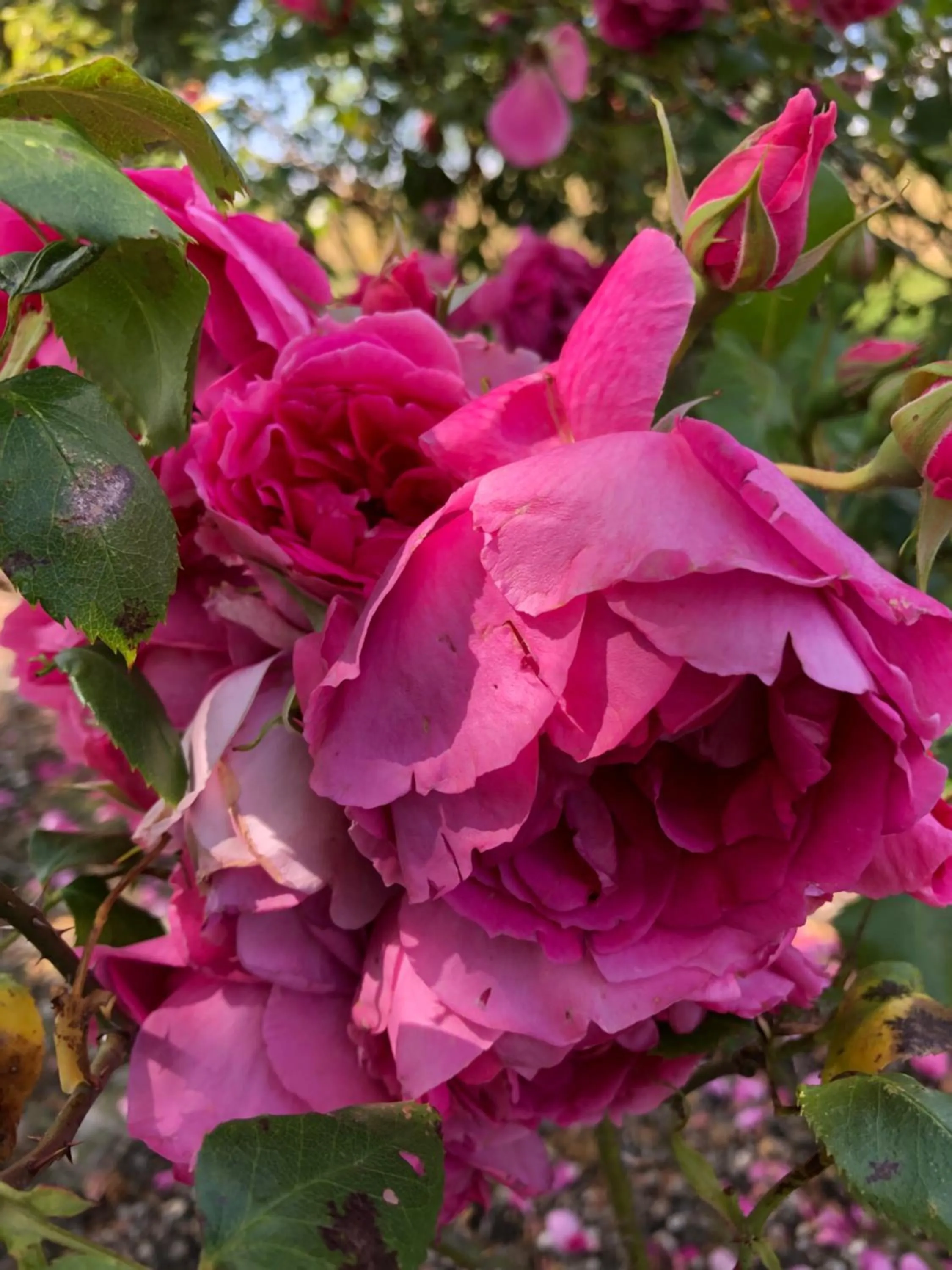 Garden in B&B de Tol