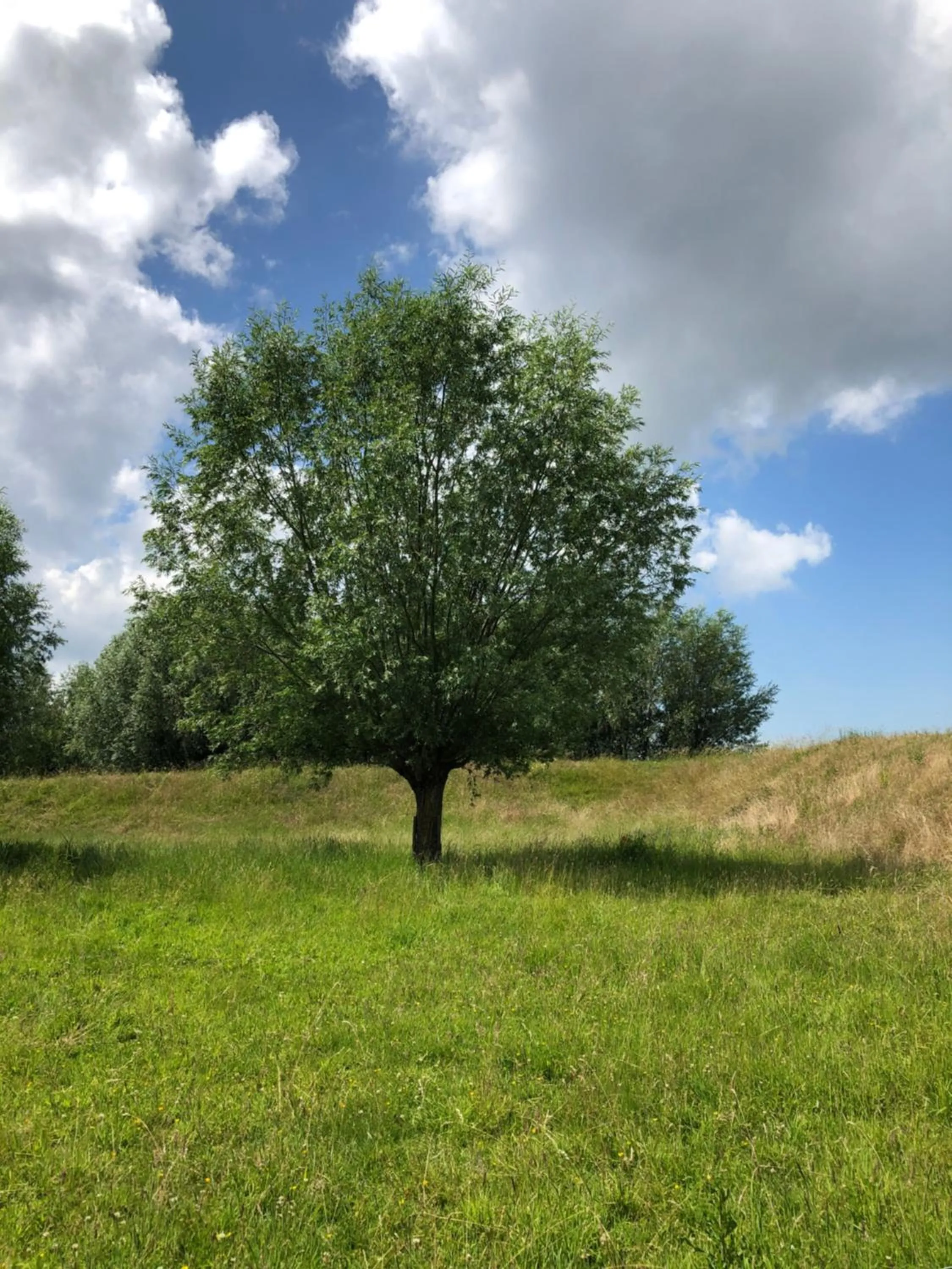 Natural landscape in B&B de Tol