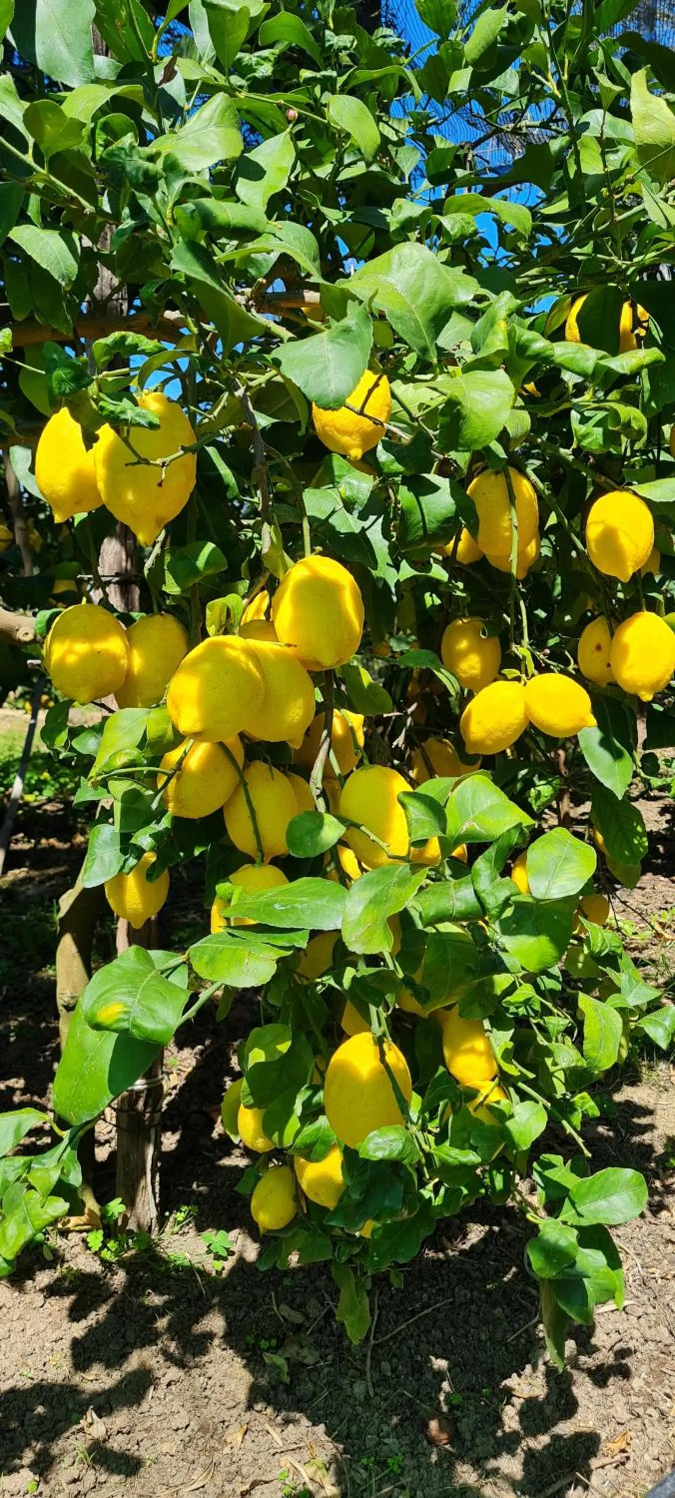 Spring in ACHILLE HOME B&B SORRENTO