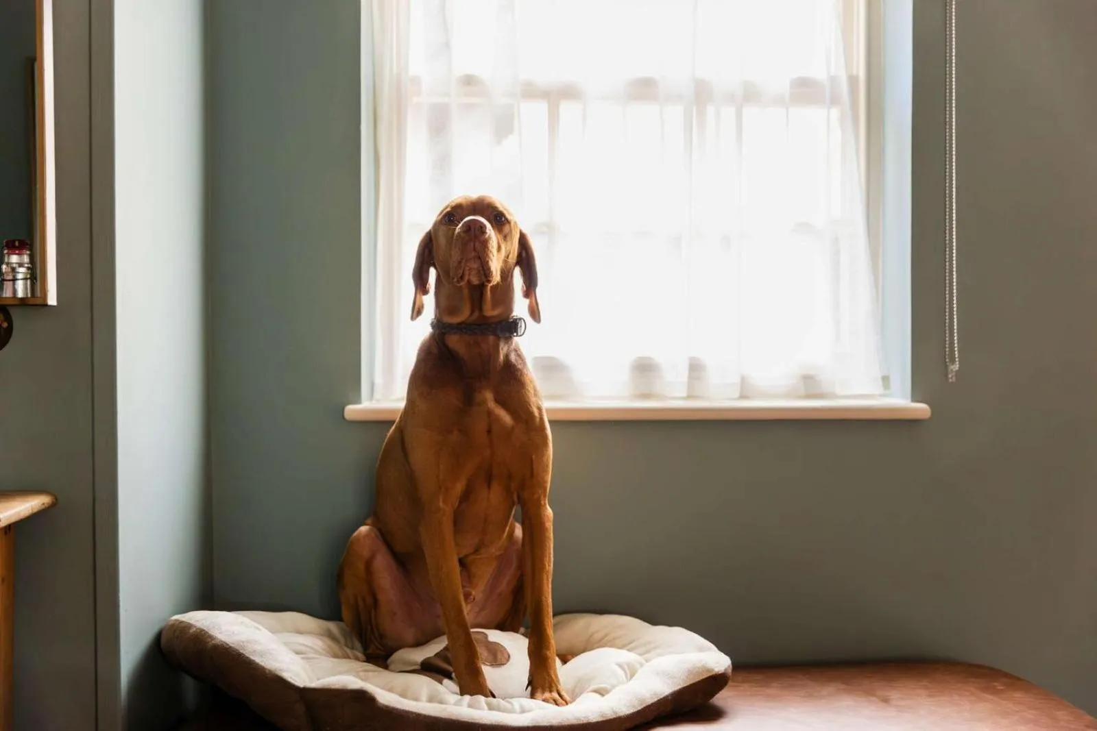 The Huntsman of Brockenhurst