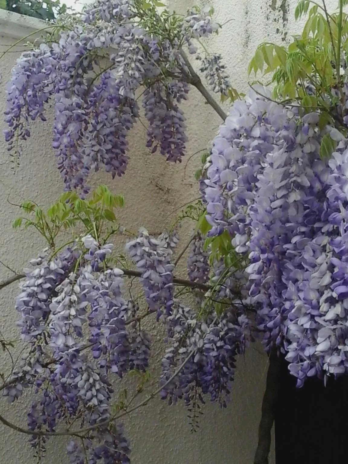 Garden in Logis Hôtel La Bastide des Monges