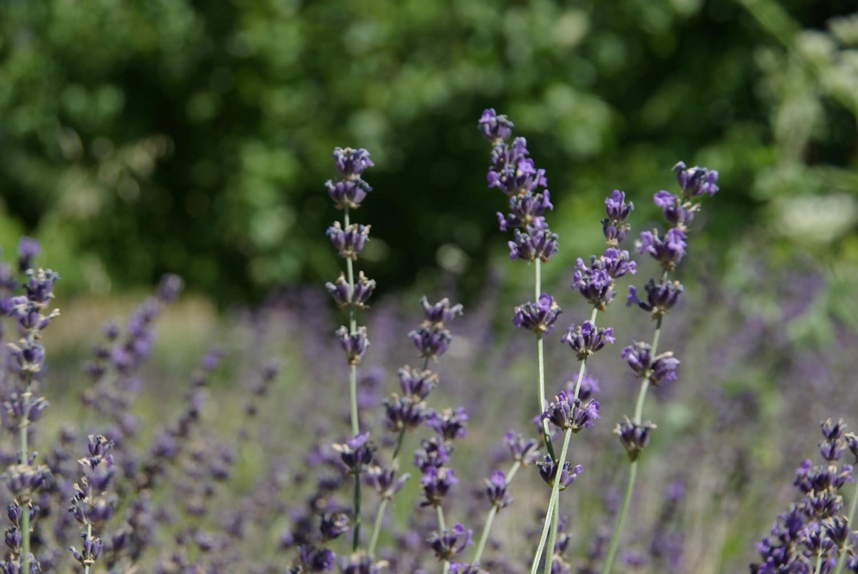 Natural landscape in Logis Hôtel La Bastide des Monges