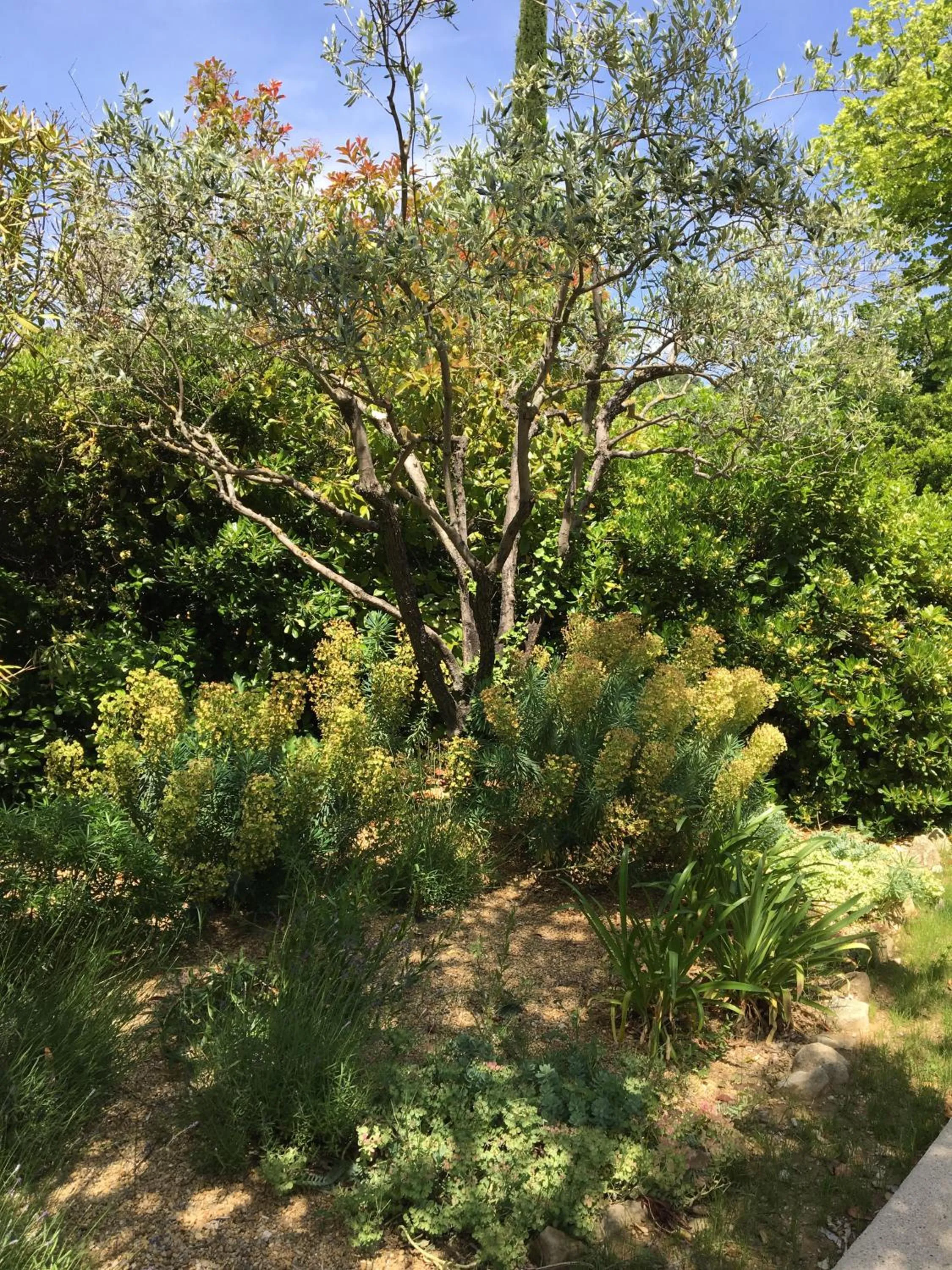 Garden in Logis Hôtel La Bastide des Monges
