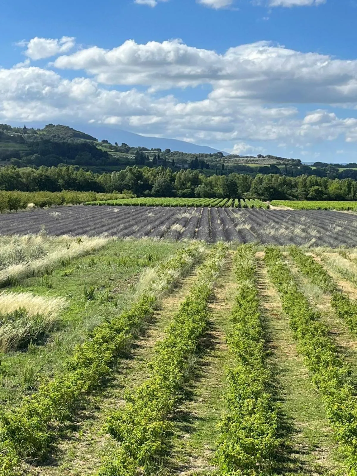 Natural landscape in Logis Hôtel La Bastide des Monges
