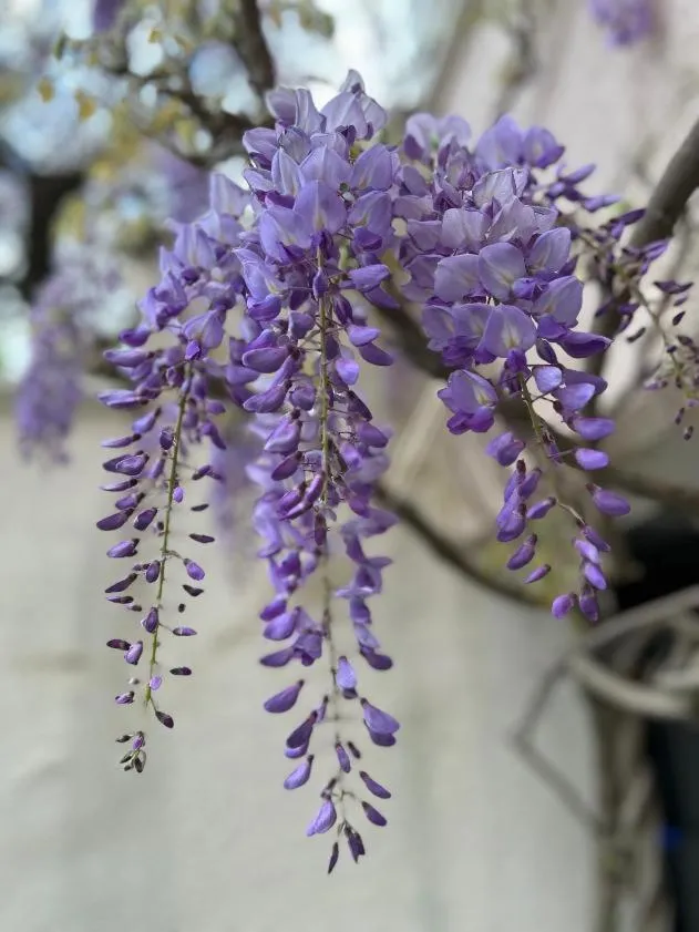 Garden in Logis Hôtel La Bastide des Monges