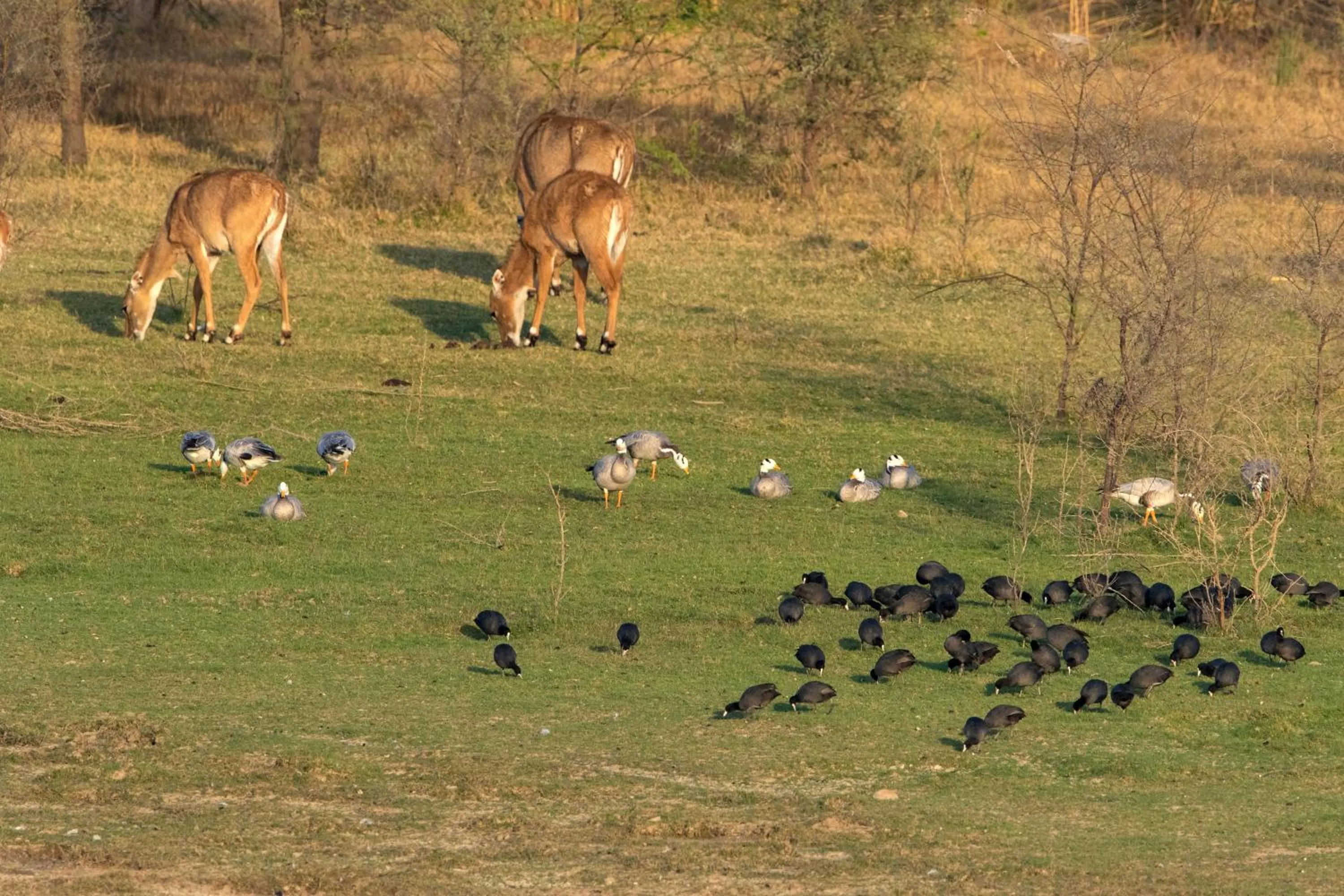 Activities in RAAS Chhatrasagar, Nimaj, District Pali