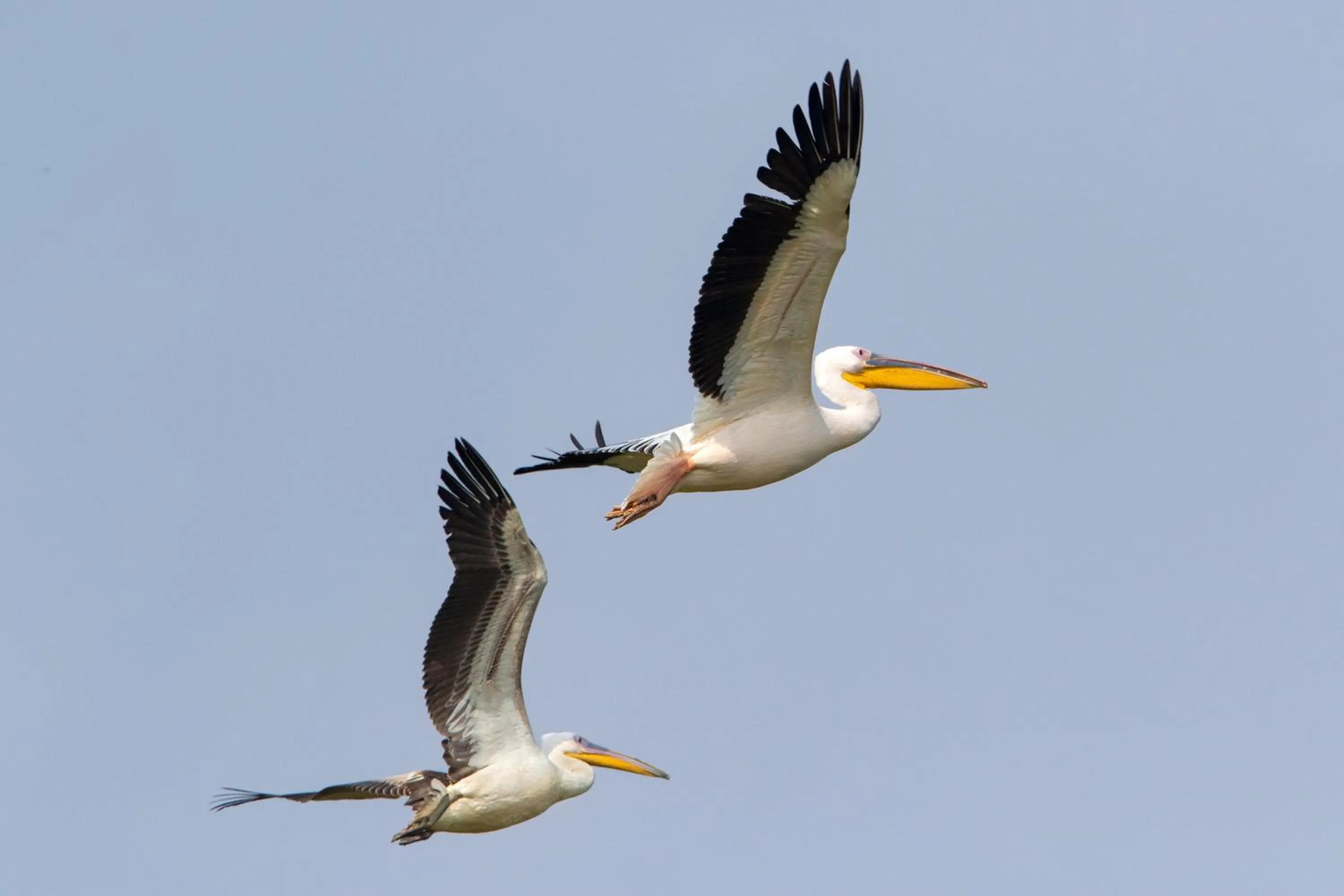 Bird's eye view in RAAS Chhatrasagar, Nimaj, District Pali