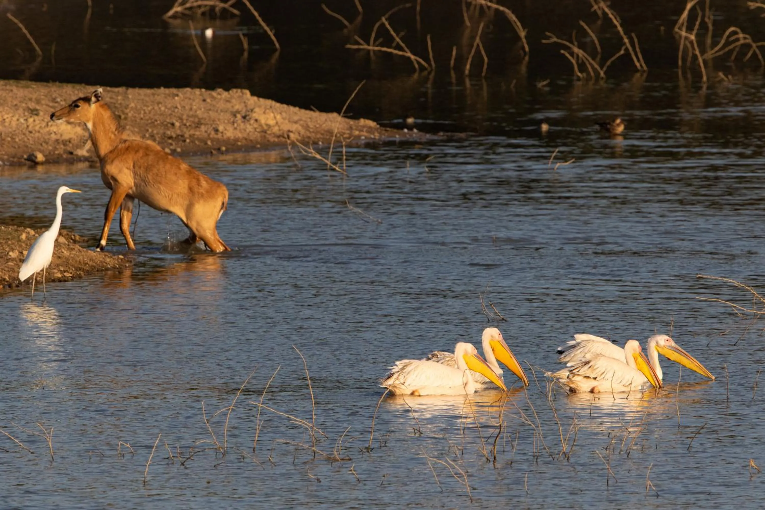 Bird's eye view in RAAS Chhatrasagar, Nimaj, District Pali