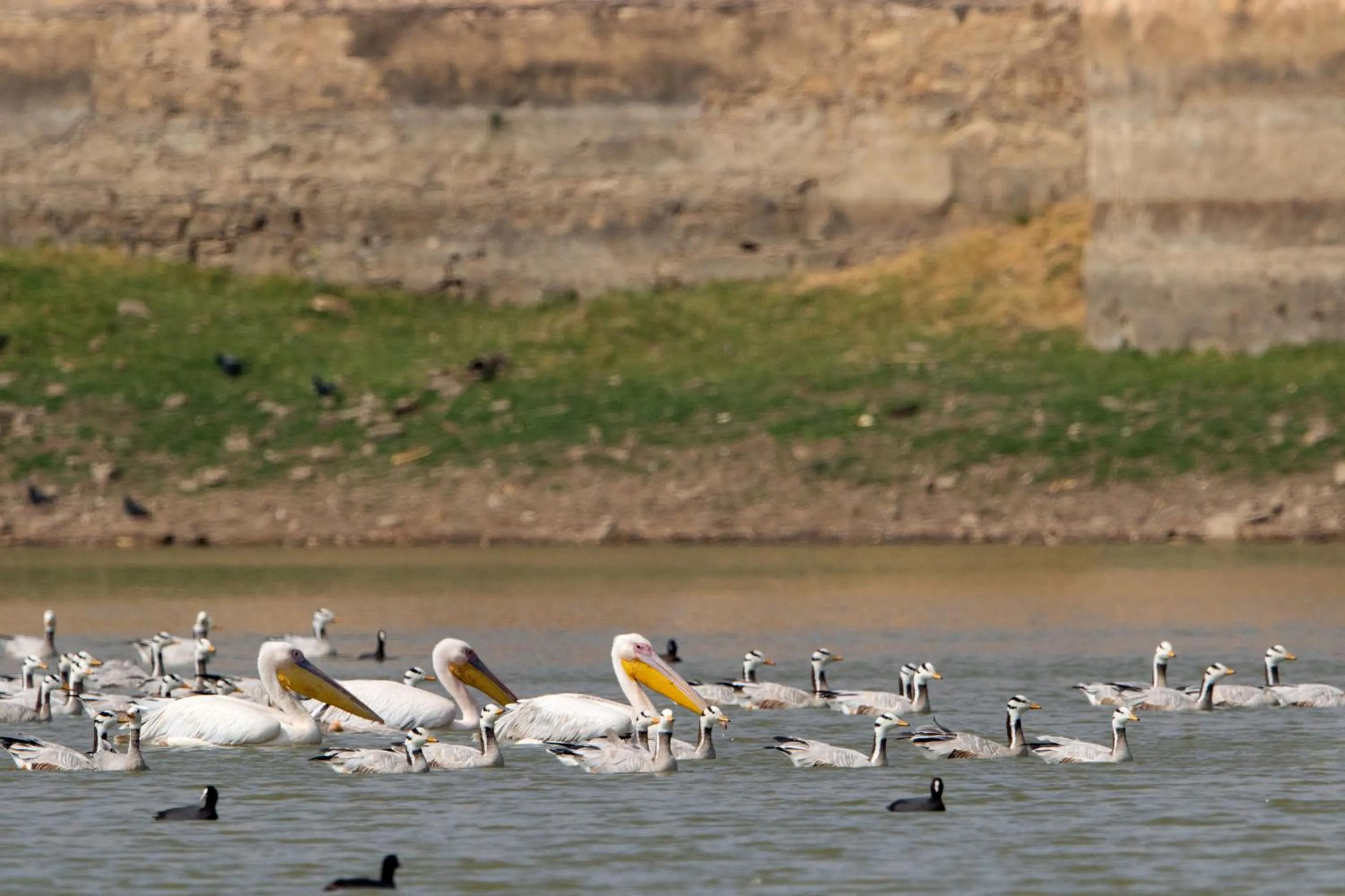 Activities in RAAS Chhatrasagar, Nimaj, District Pali