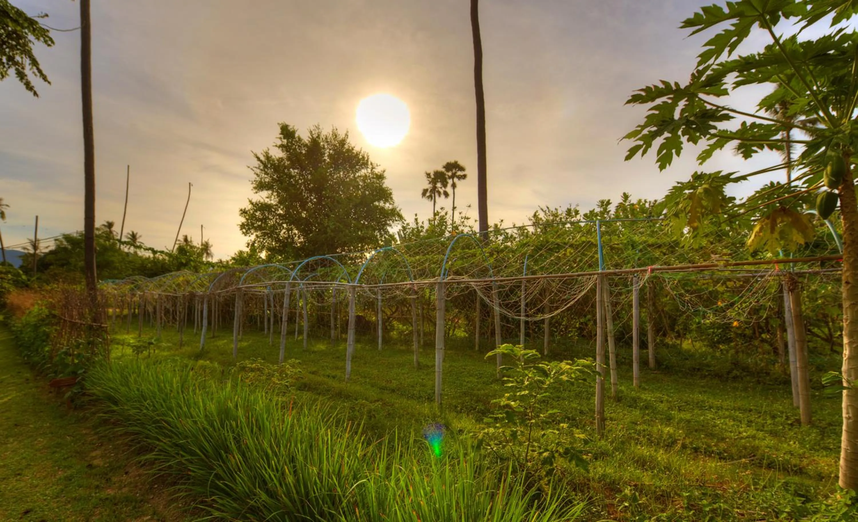 Garden in Fair House Villas & Spa, Koh Samui