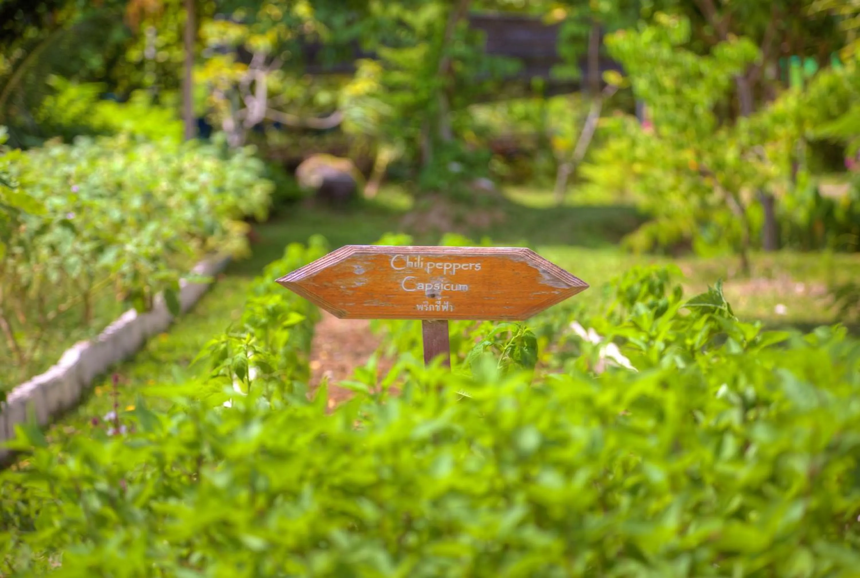 Garden in Fair House Villas & Spa, Koh Samui