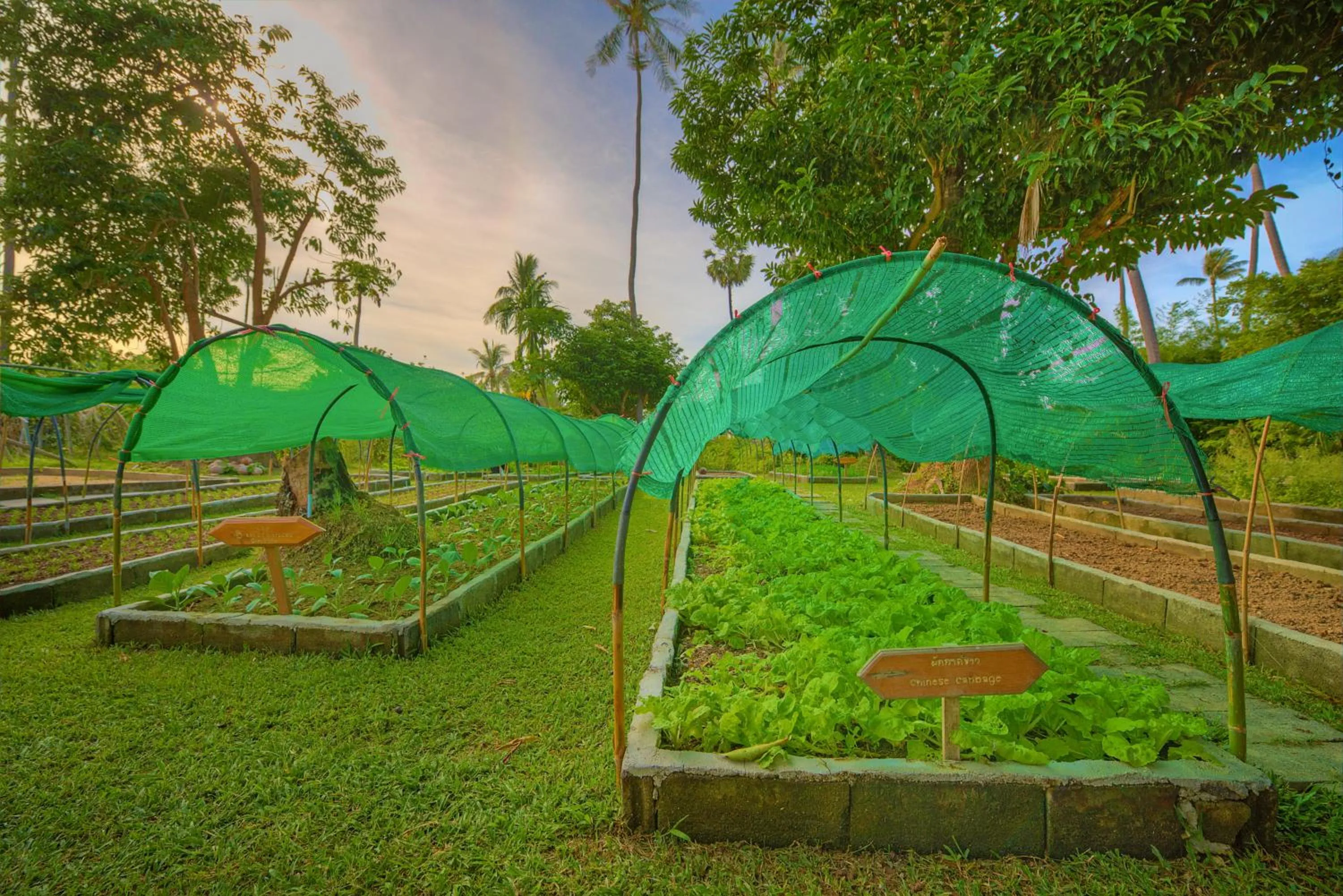 Garden in Fair House Villas & Spa, Koh Samui