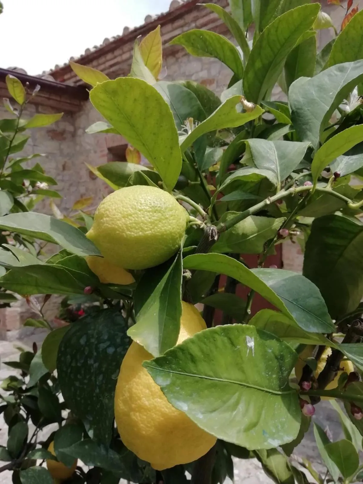 Food and drinks in B&B CASAGRANDE