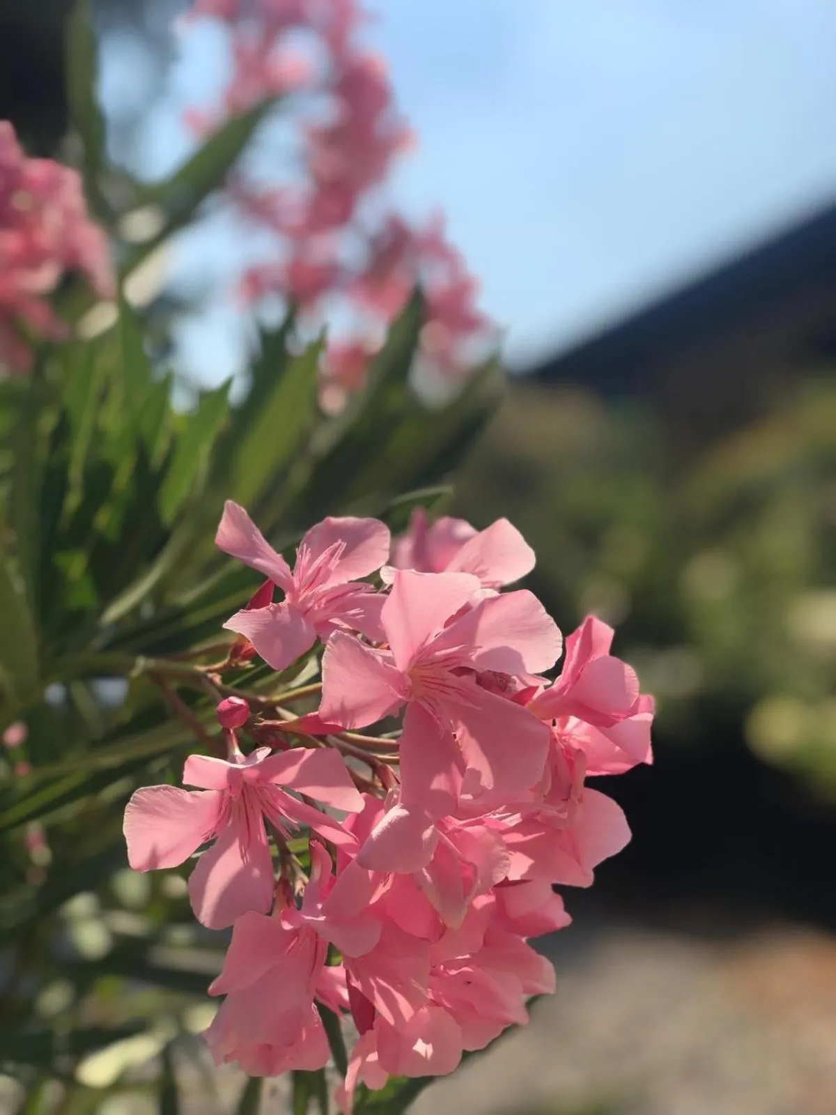 LA CASETTA Malpensa Guesthouse