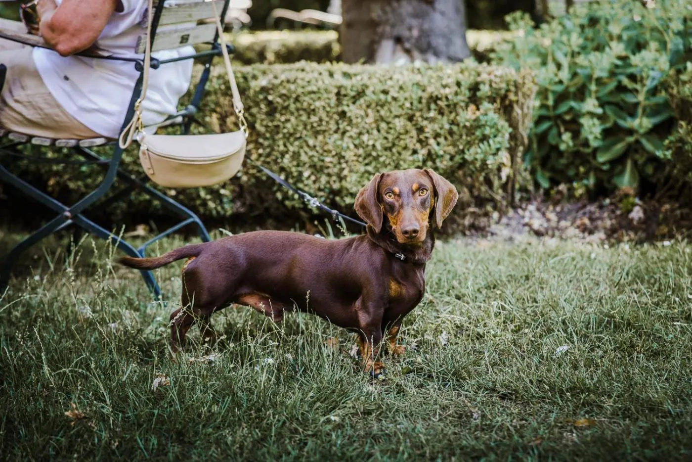Pets in Hotel Geerts