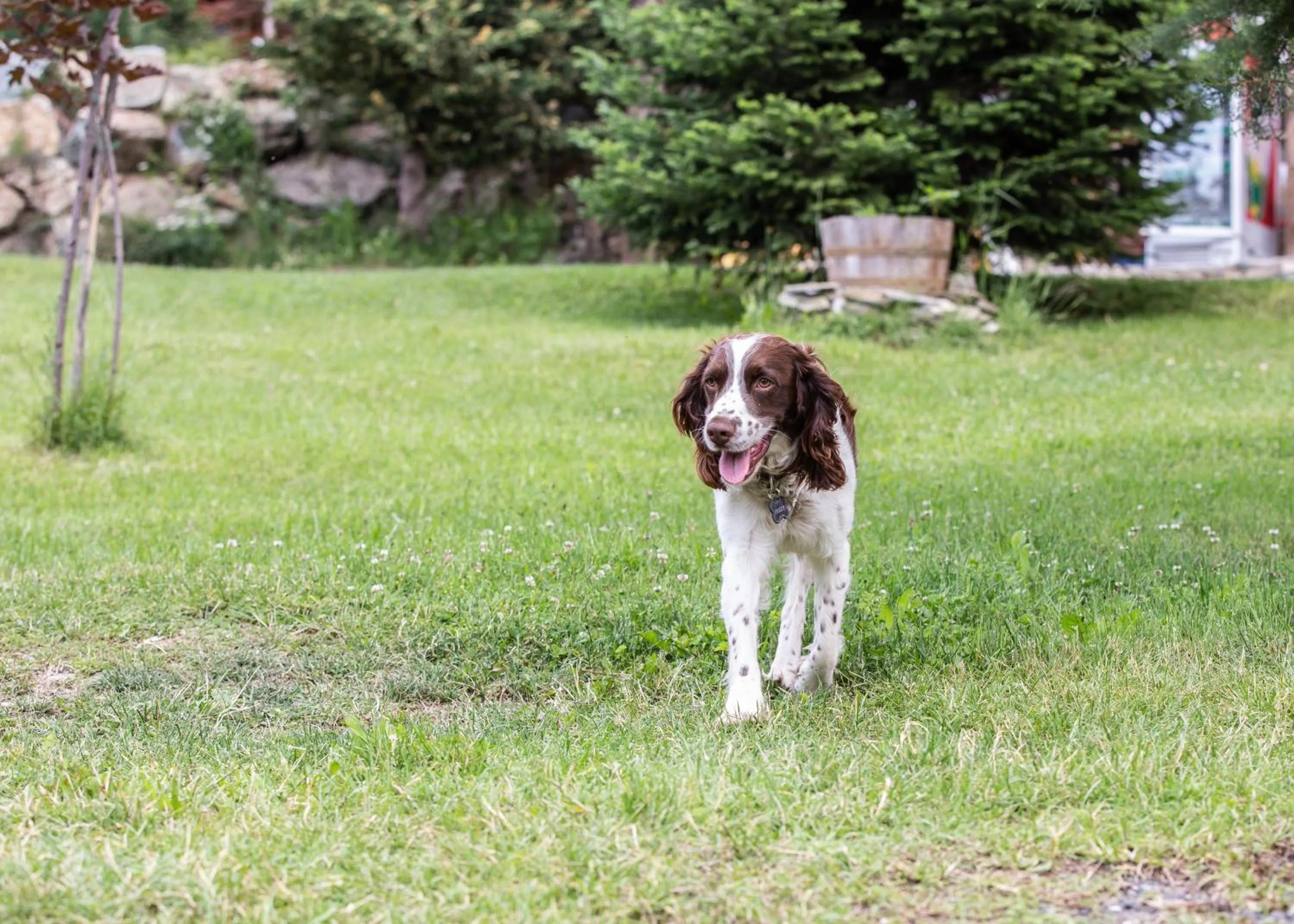 Pets in Sfendamos Wood Village
