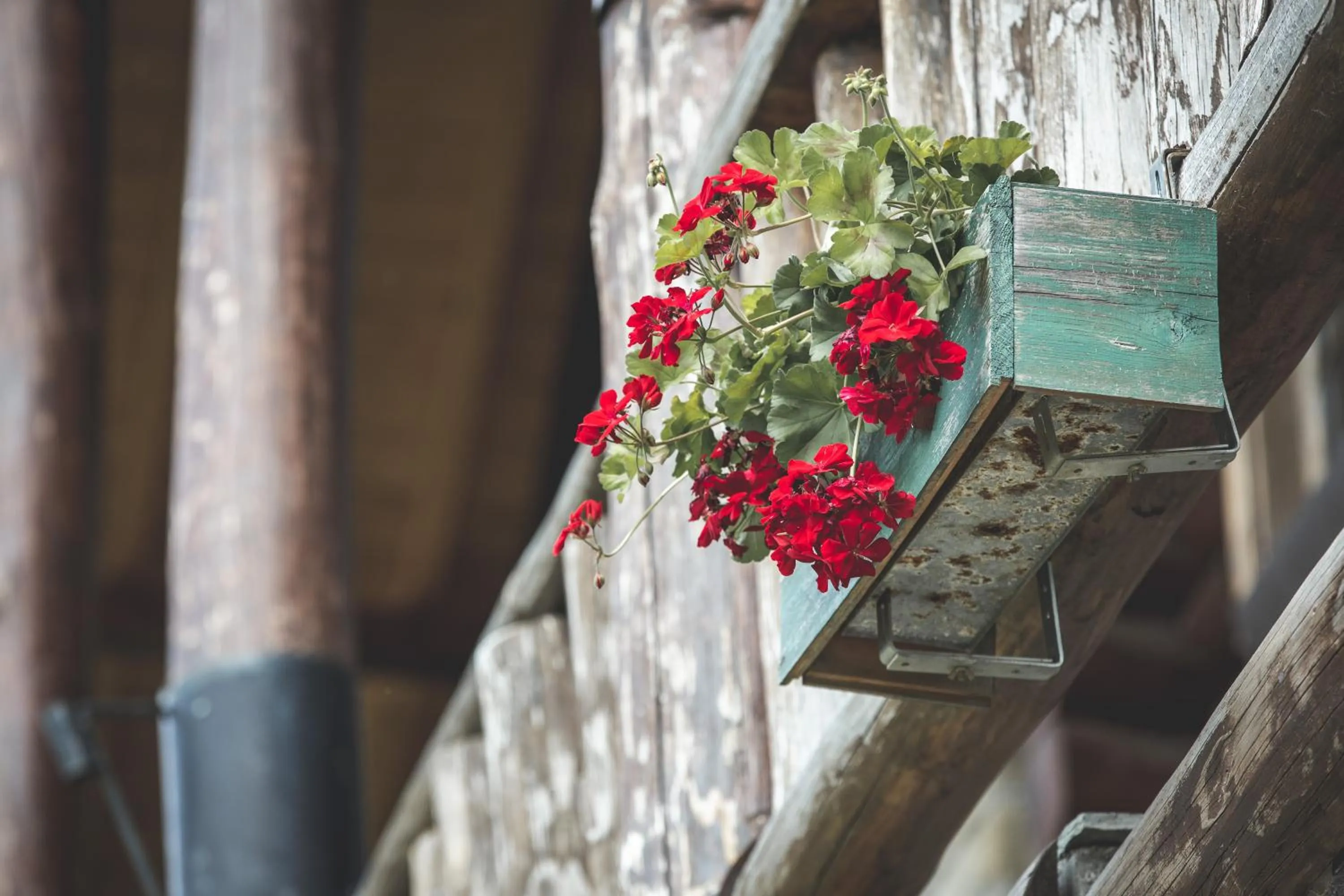Spring in Sfendamos Wood Village