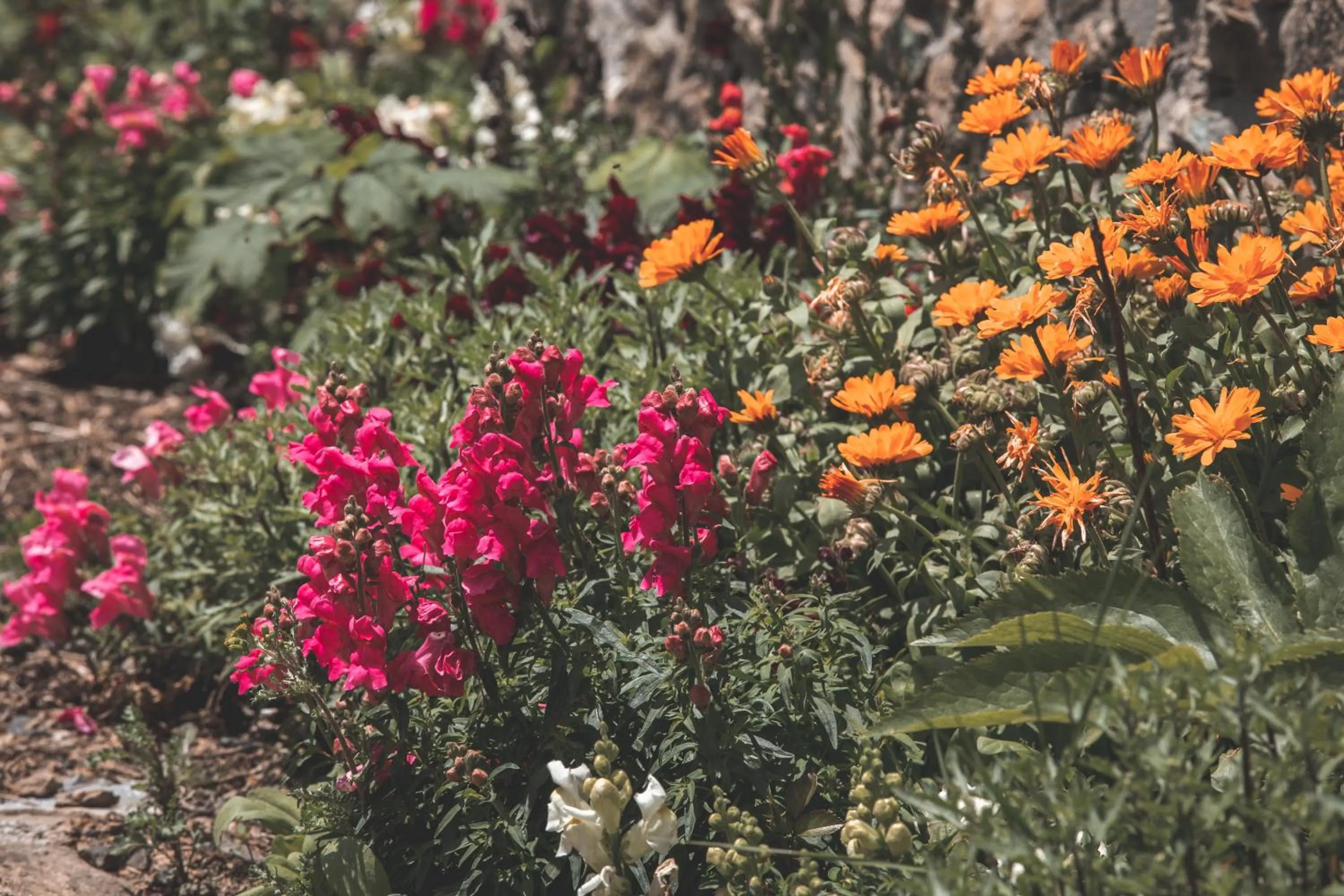 Spring in Sfendamos Wood Village