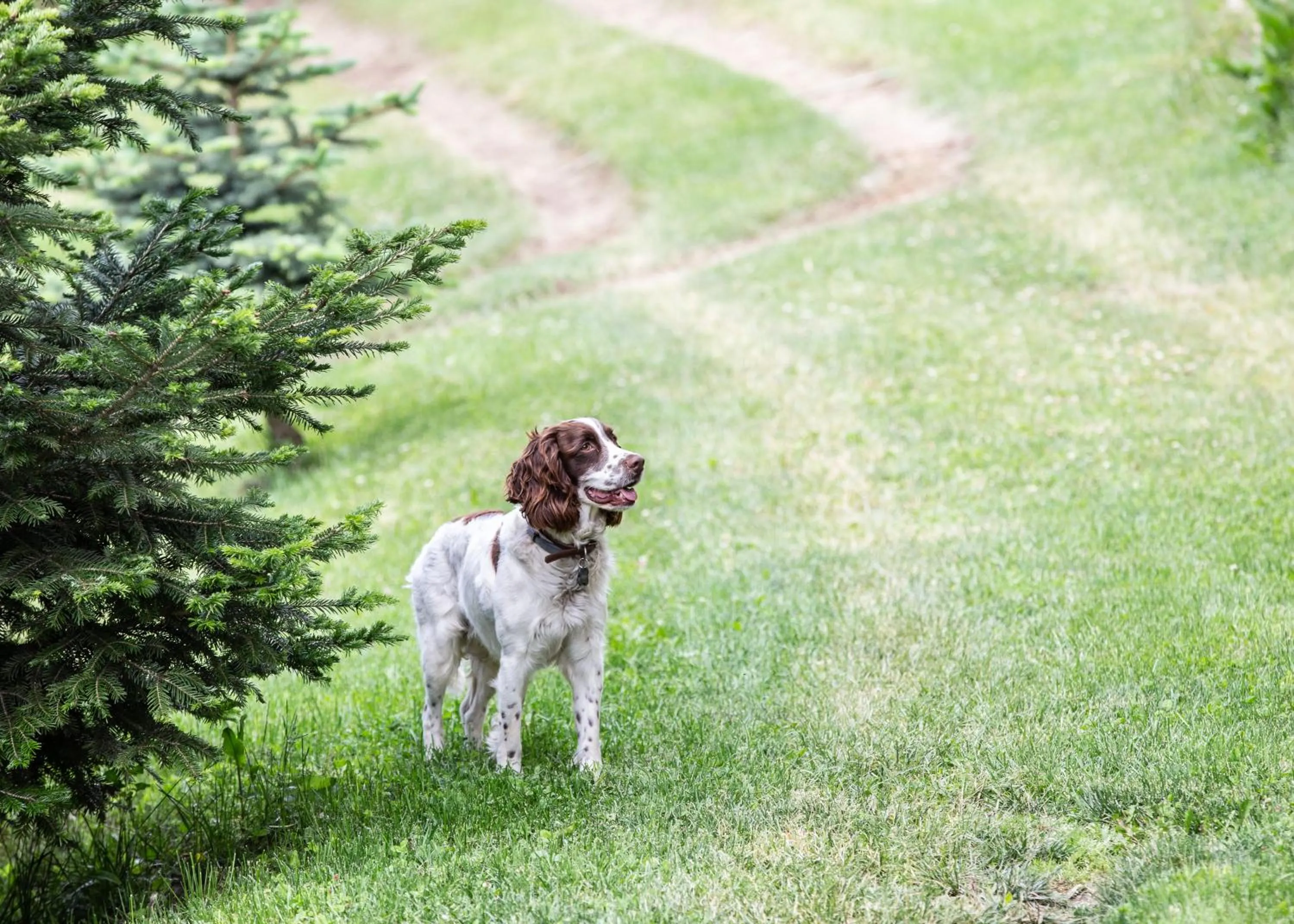 Pets in Sfendamos Wood Village