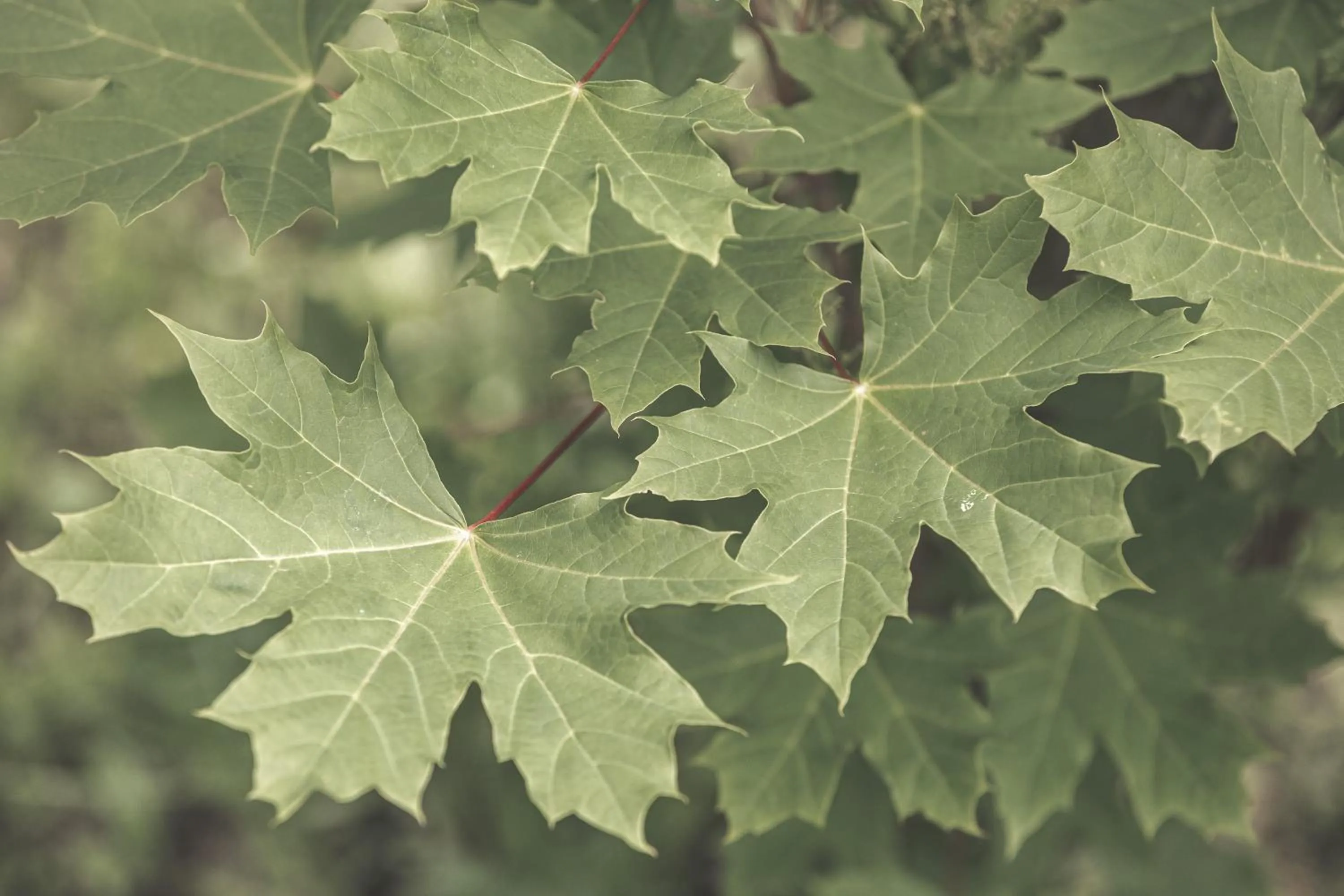 Spring in Sfendamos Wood Village