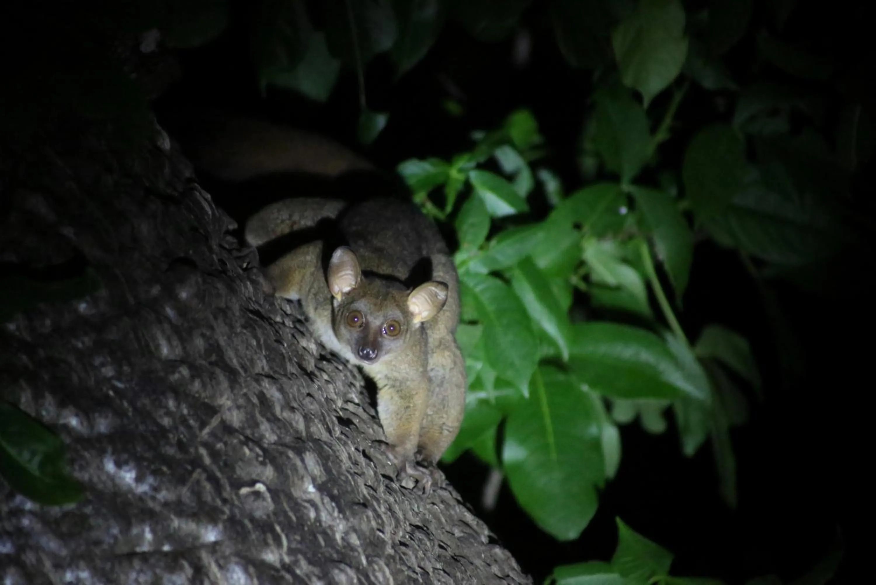 Night in Fumba Beach Lodge