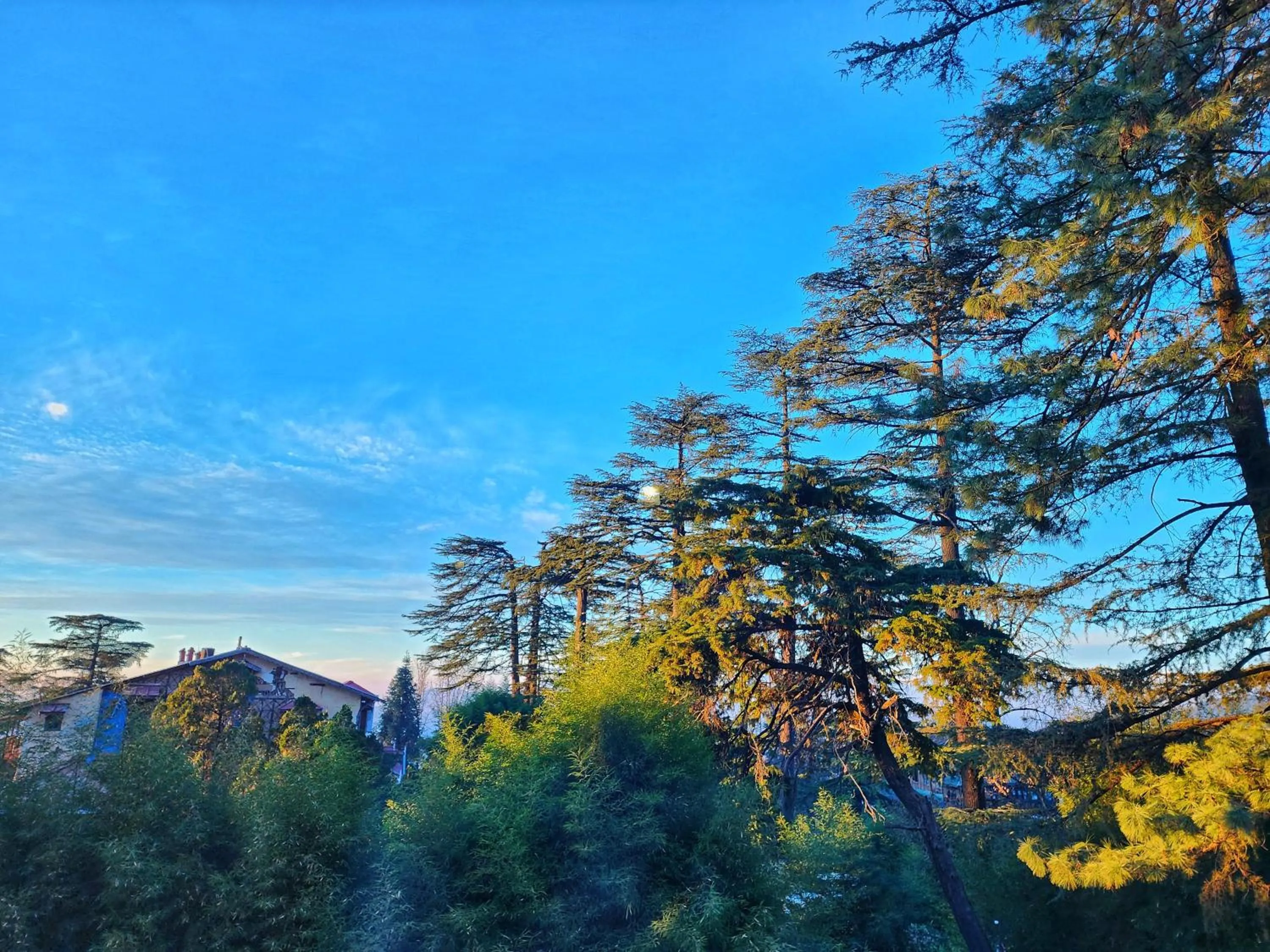 Hotel Pineview Shimla